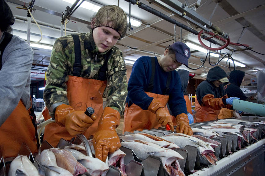 Chum salmon are processed at Taku Smokeries in June 2011. New figures show a continued decline in the number of jobs available in Alaska. (Michael Penn | Juneau Empire File)