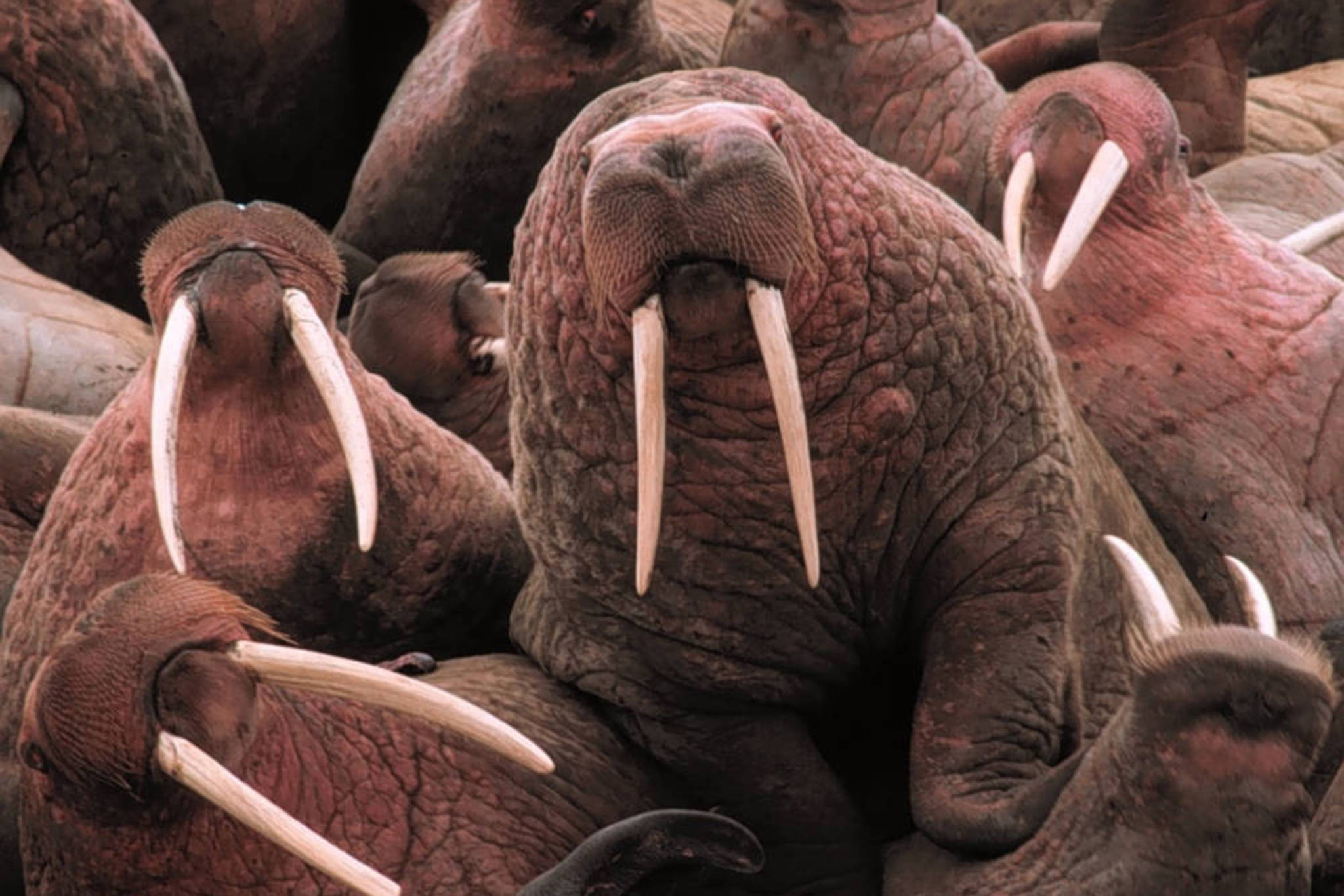Walruses are pictured in this courtesy photo. (Courtesy Photo | USFWS National Digital Library)