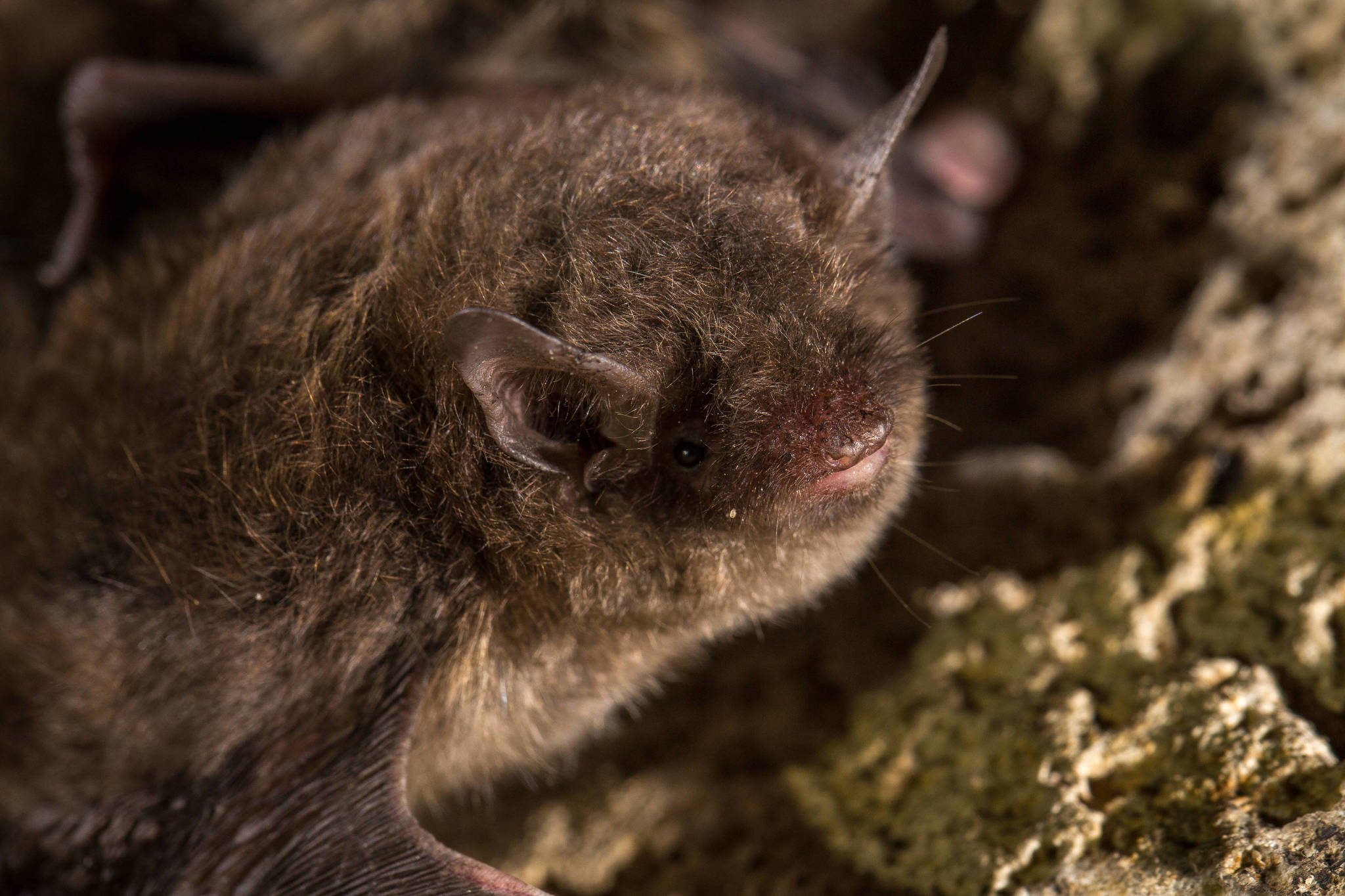 A bat hibernates in a cave. (Courtesy Photo | U.S. Fish and Wildlife Service)