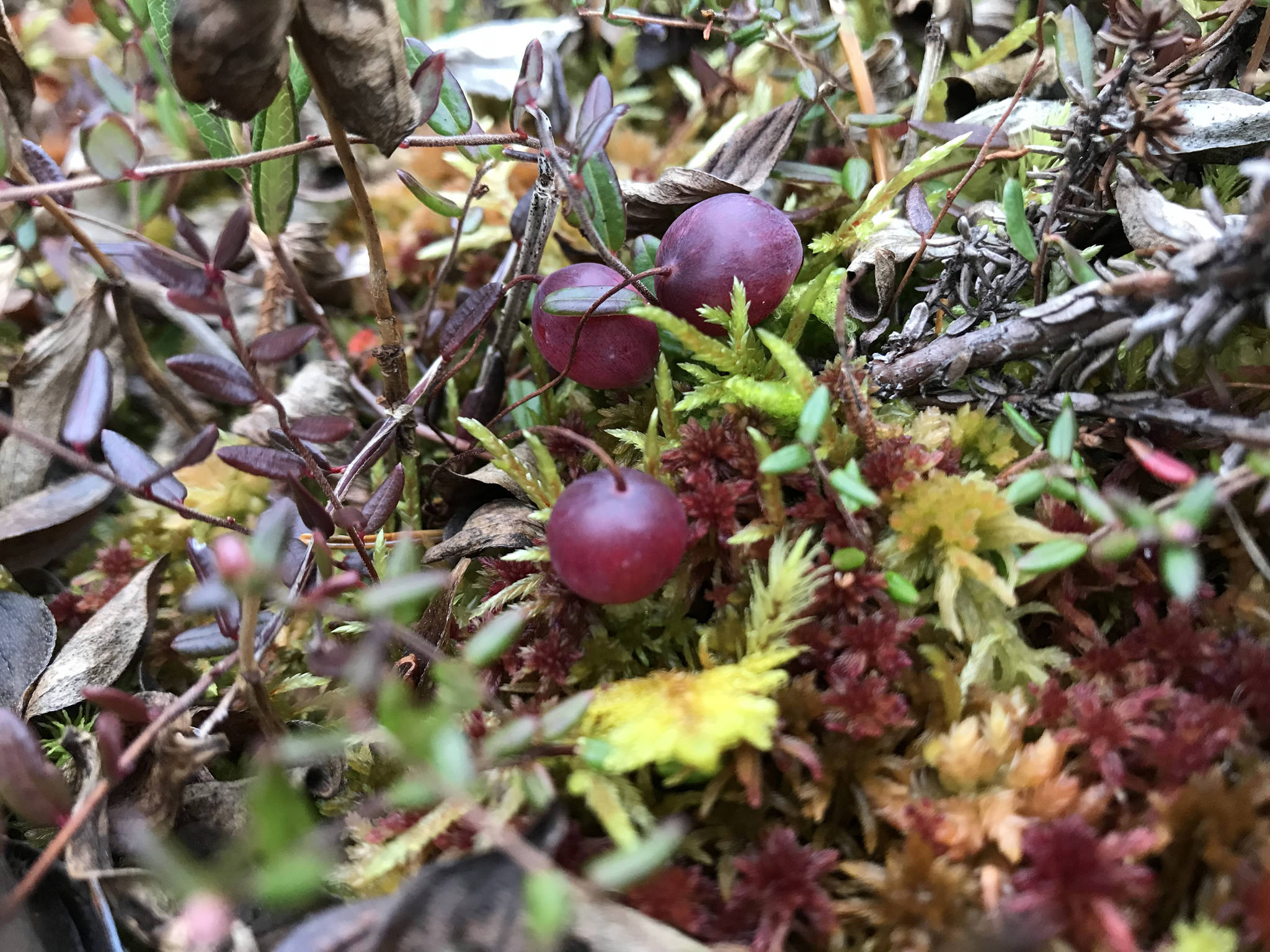 Bog cranberries up close. (Courtesy Photo | Vivian Faith Prescott)