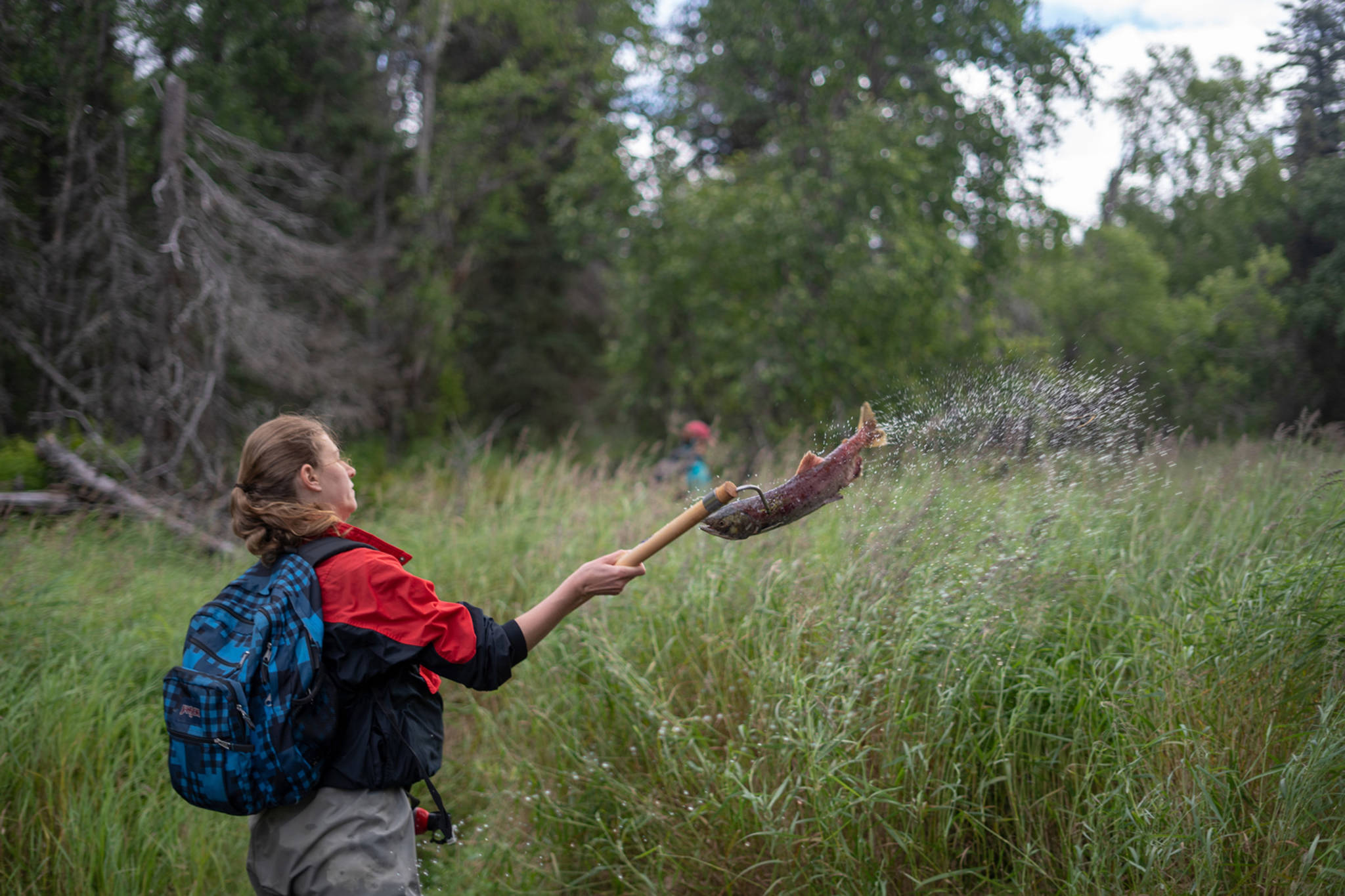 Kyla Bivens, an undergraduate student in the University of Washington School of Aquatic and Fishery Sciences, uses a hooked pole to throw a dead sockeye salmon onto the bank of Hansen Creek in southwest Alaska in August 2018. (Courtesy Photo | Dan DiNicola via University of Washington)