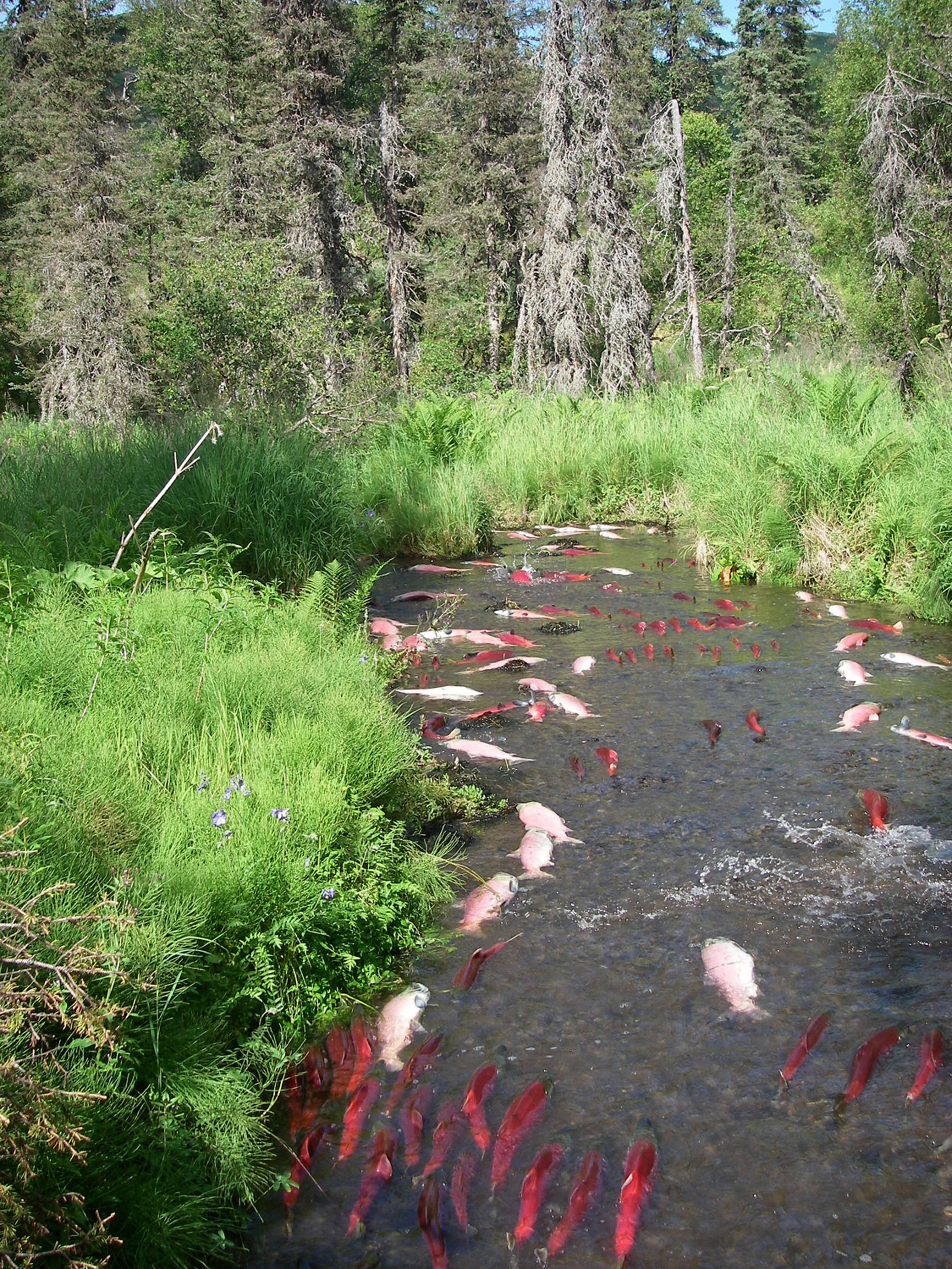 Both live sockeye salmon and fish carcasses are seen in Hansen Creek in 2014. (Courtesy Photo | Tom Quinn via University of Washington)