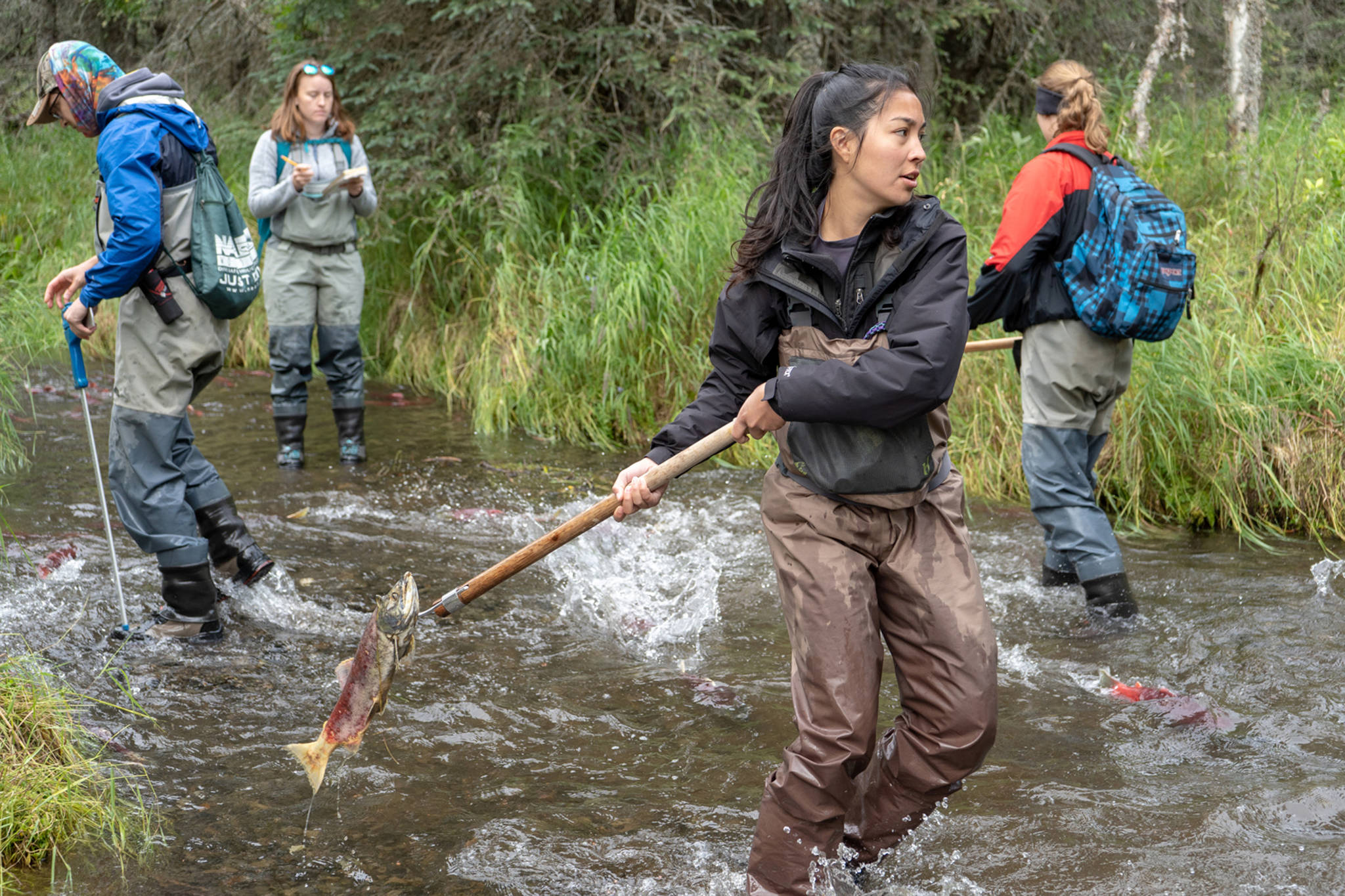 Andrea Odell, an undergraduate student in the University of Washington School of Aquatic and Fishery Sciences, tosses dead sockeye salmon onto the bank of Hansen Creek in southwest Alaska in August 2018 while other researchers record data and look for salmon in the stream. (Courtesy Photo | Dan DiNicola via University of Washington)