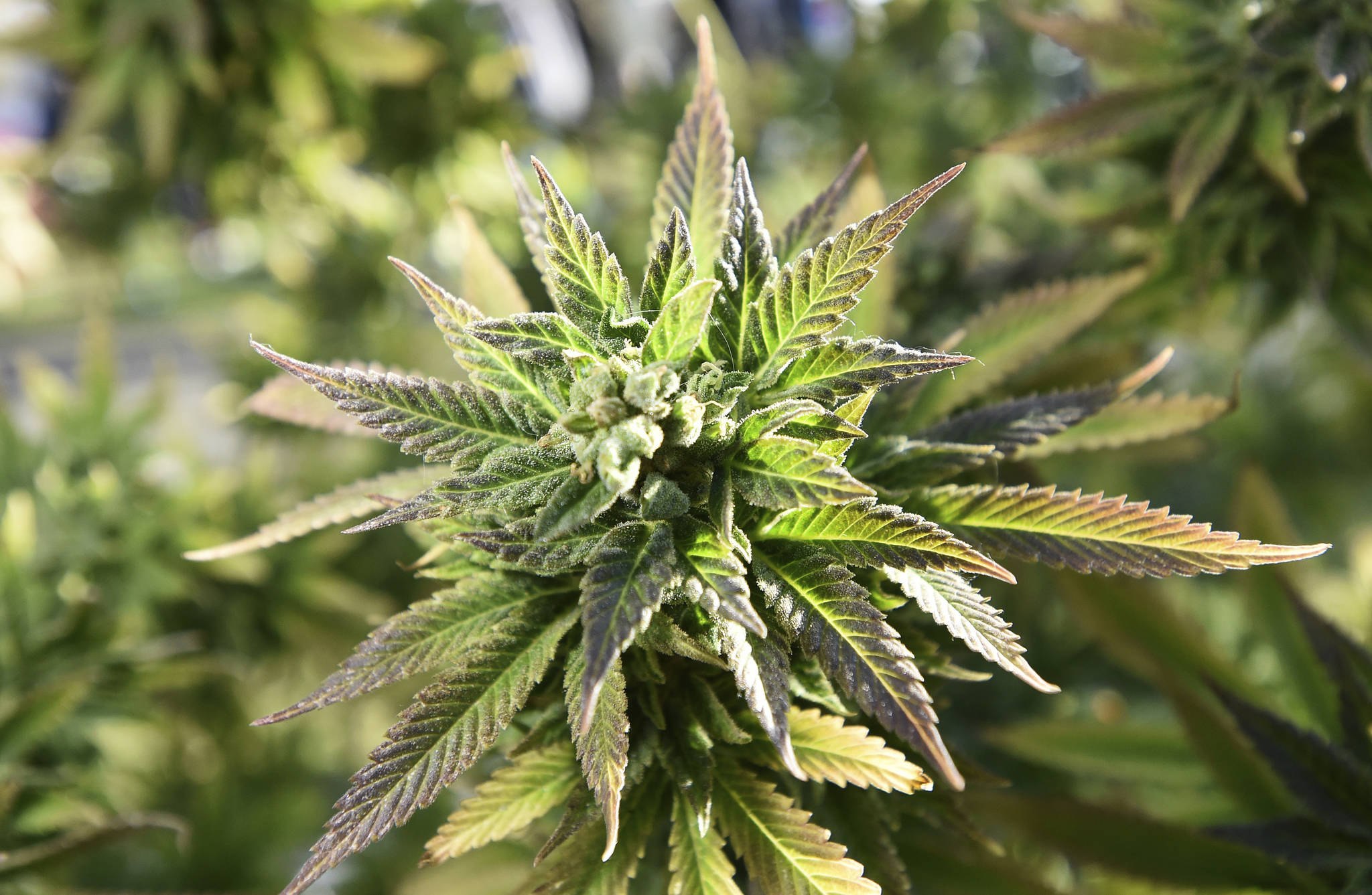 New Alaska marijuana tax rate could benefit fans of edibles