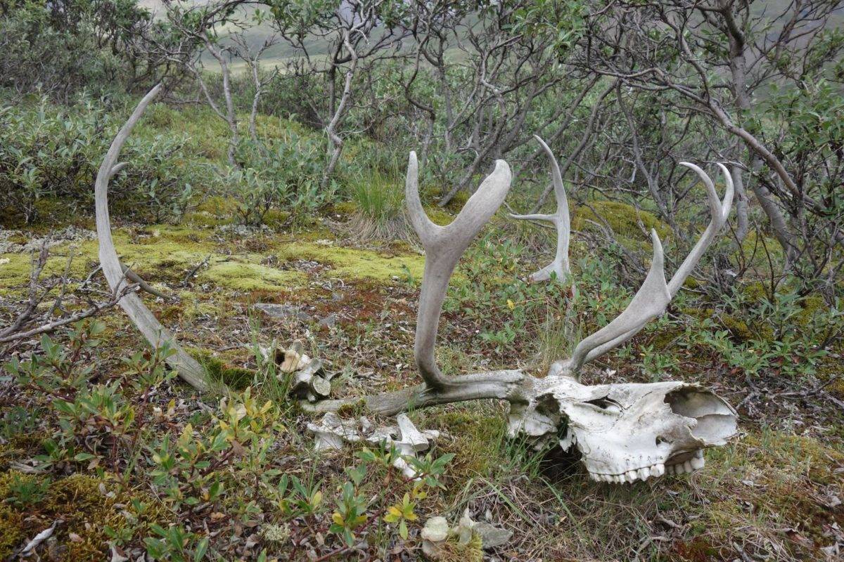 The remains of a caribou not far from the Dalton Highway north of Atigun Pass. (Courtesy Photos | Ned Rozell)