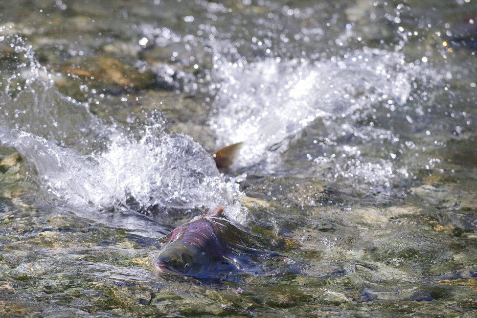 Sockeye salmon splash their way up Steep Creek in 2012. (Michael Penn | Juneau Empire file)