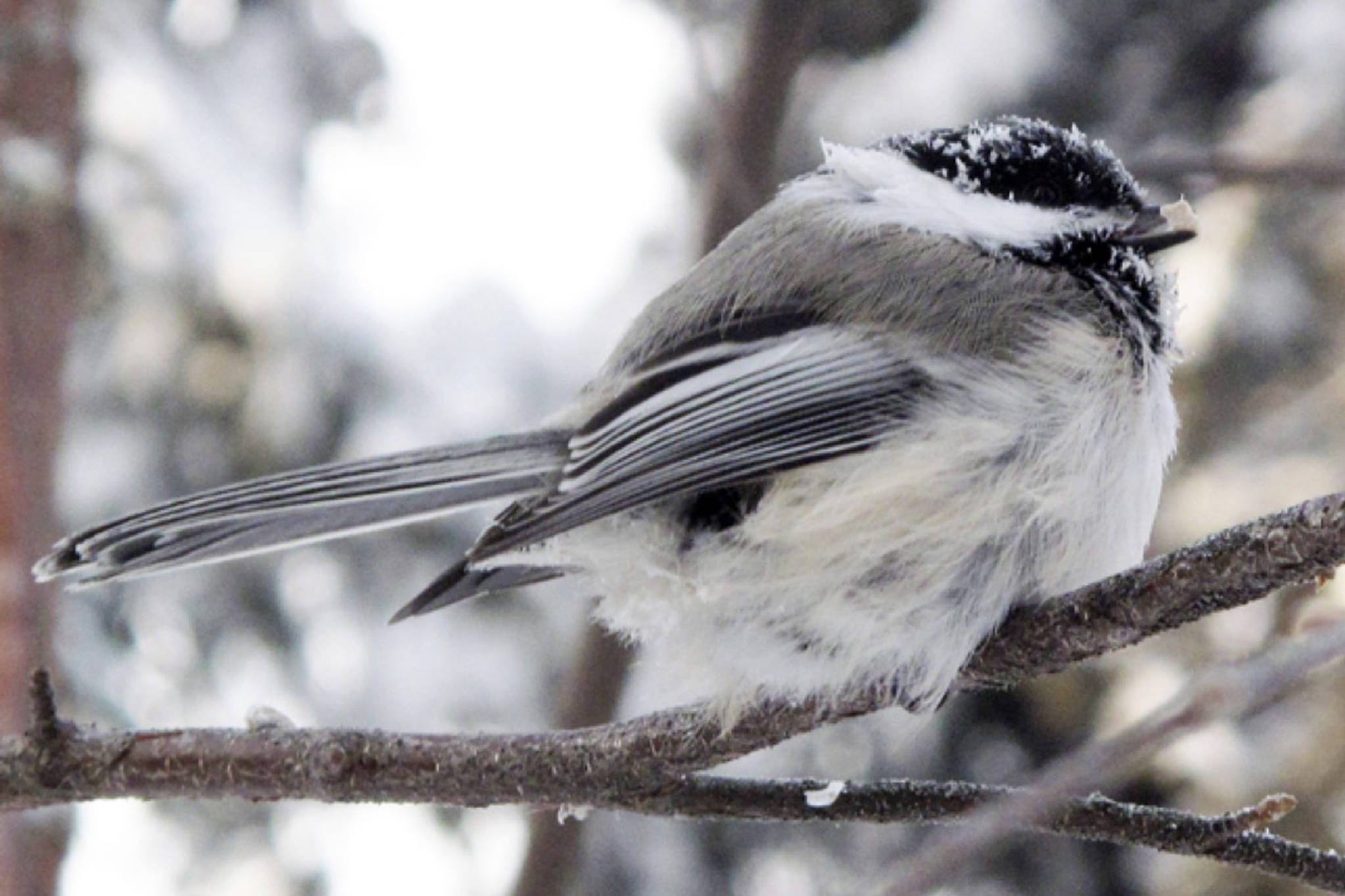 A black-capped chickadee at 40-below zero. (Courtesy Photo | Ned Rozell)