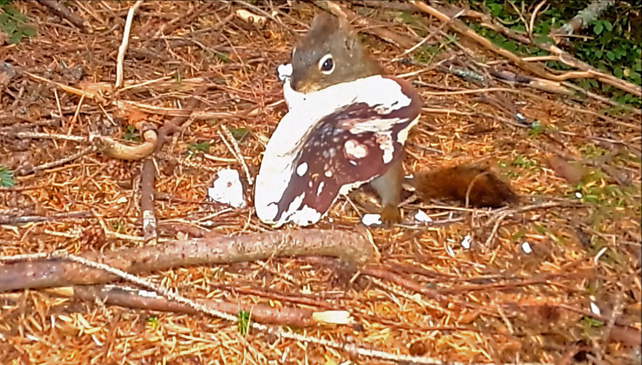 A squirrel with a mushroom. (Courtesy Photo | Bob Armstrong)