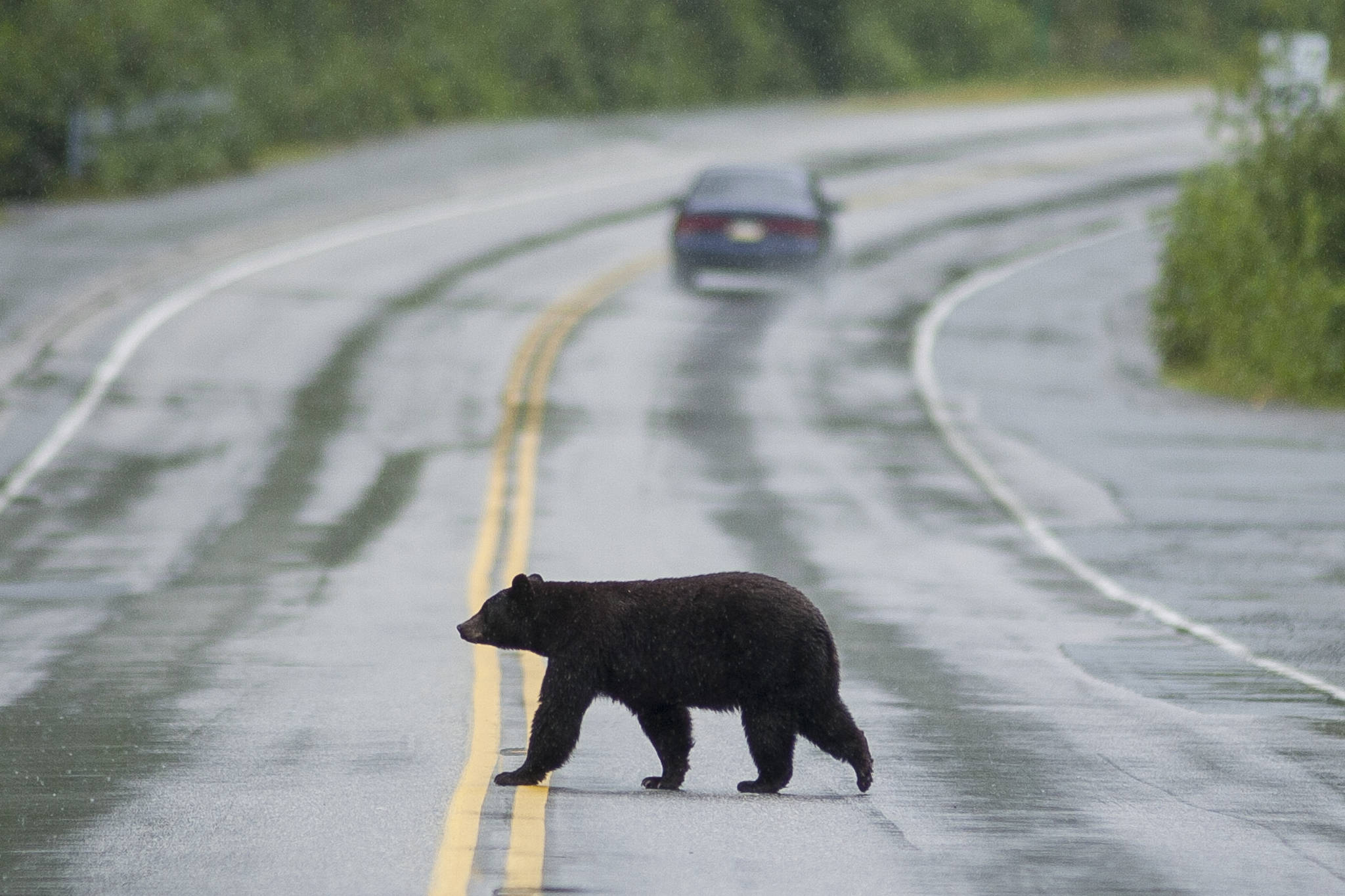 A black bear crosses the Glacier Spur Road in August 2008. This is likely not the bear that was hit and killed this past weekend. (Michael Penn | Juneau Empire)