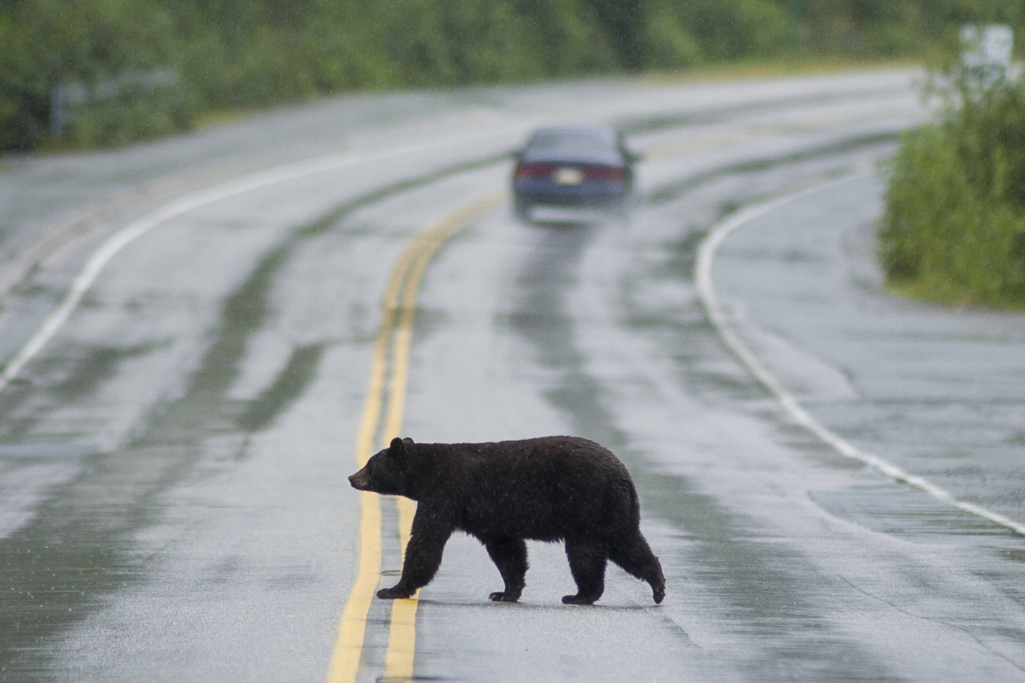 A black bear crosses the Glacier Spur Road in August 2008. <span id="_mce_caret">This is likely not the bear that was hit and killed this past weekend.</span> (Michael Penn | Juneau Empire)