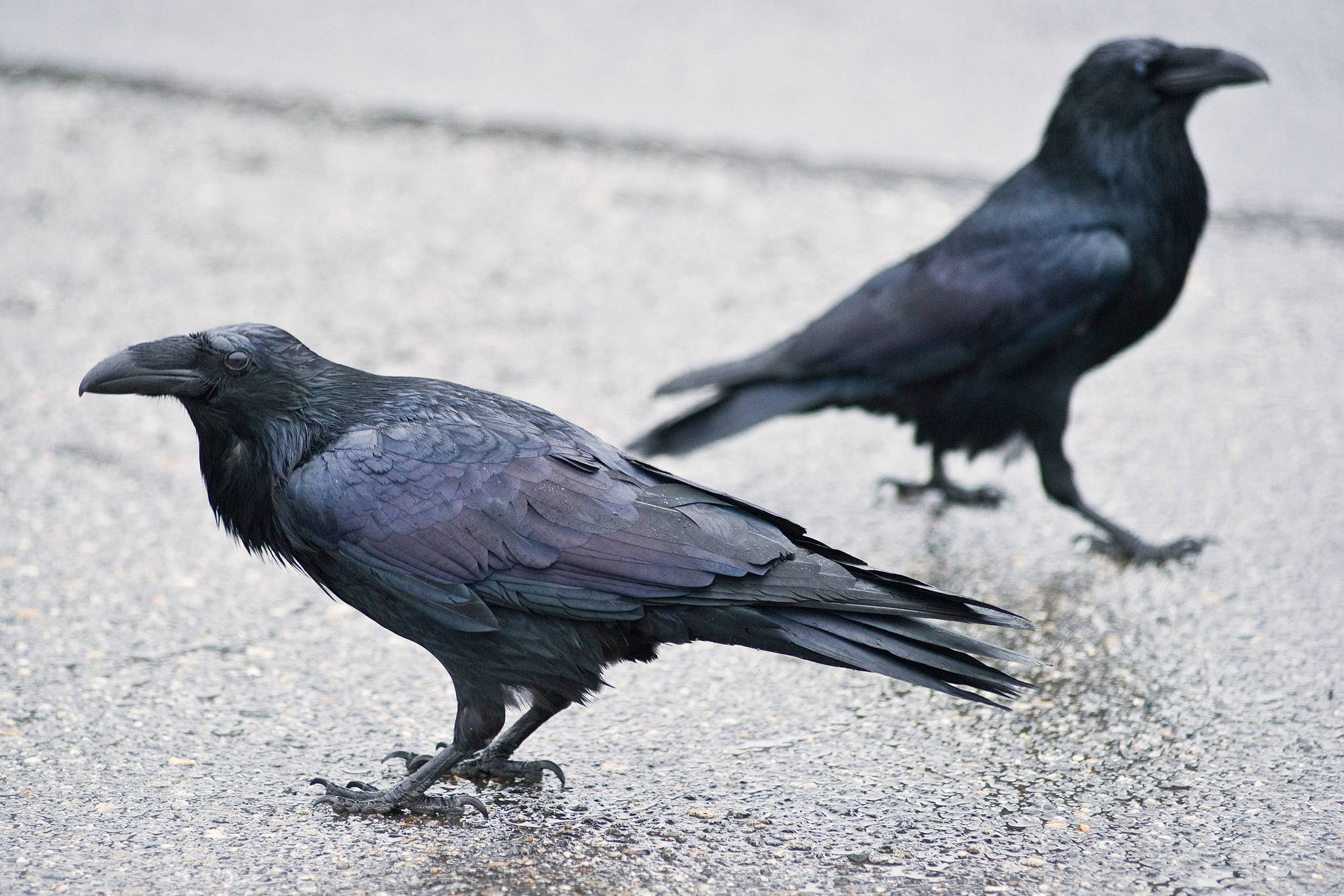 In this December 2014 photo, ravens keep a close watch on the lunchtime visitors in downtown Juneau. (Michael Penn | Capital City Weekly File)