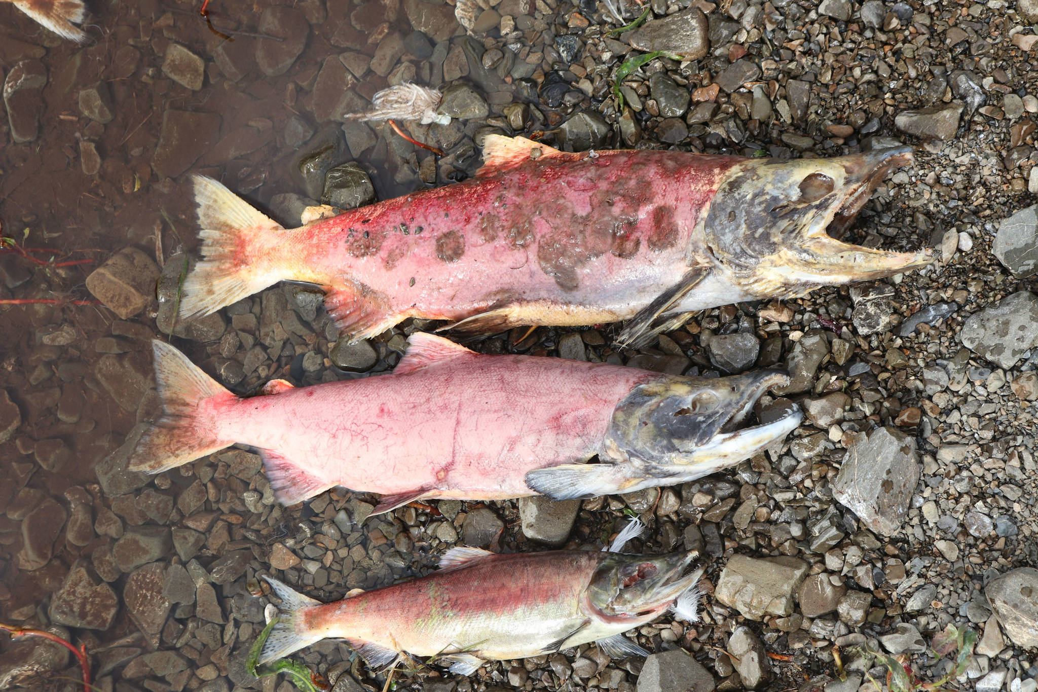 From bottom to top, a jack sockeye salmon, which has spent one year at sea, a sockeye that has spent two years at sea, and a sockeye that has spent three years at sea, as seen in Bristol Bay’s Wood River watershed in August 2018. (Mary Catharine Martin | SalmonState)
