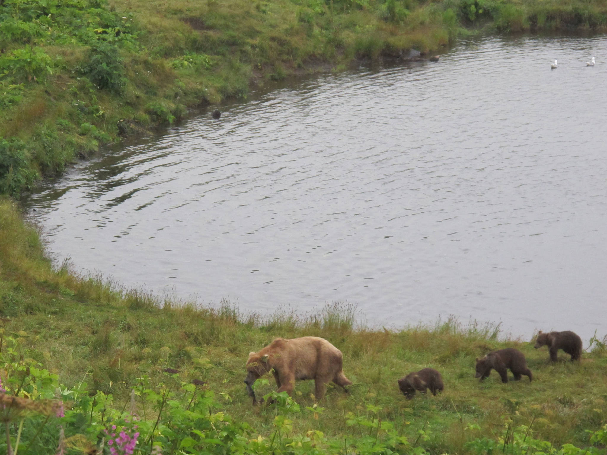 A Kodiak brown bear sow and her three cubs make off with their catch from Frazer Lake. The sockeye run at Frazer Lake was created by fish managers in the 1950s and 1960s. (Courtesy Photo | Lukas DeFilippo)