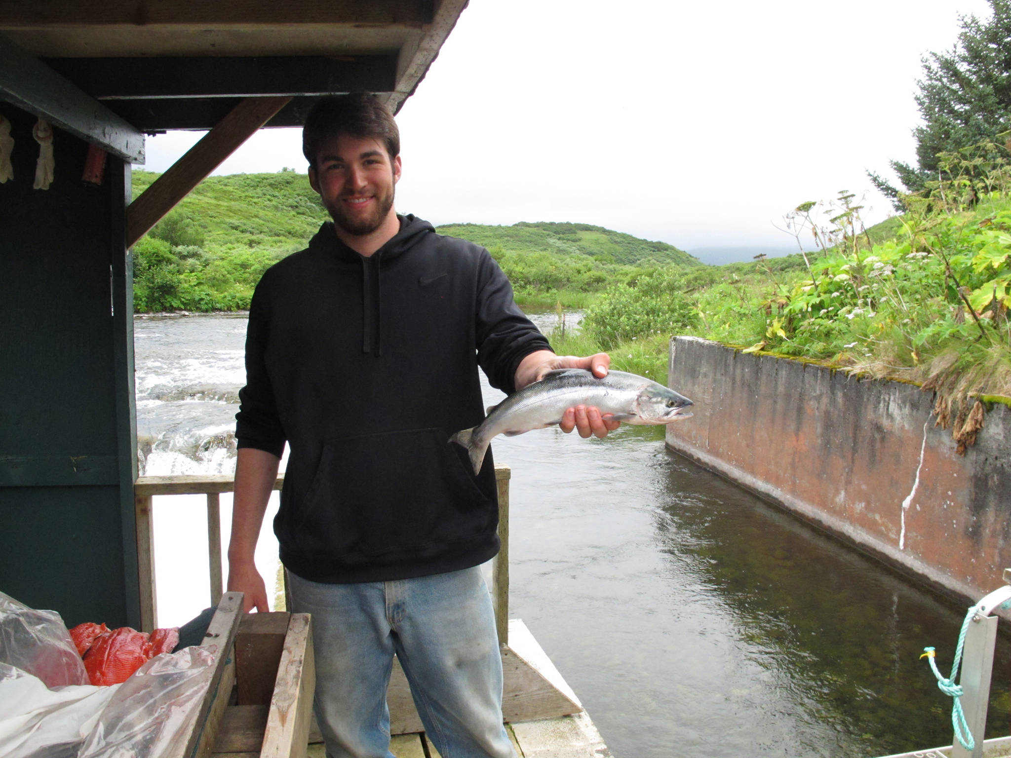 Lukas DeFilippo, who is writing his PhD dissertation on jack salmon, holds a jack sockeye at the Frazer Lake counting weir. (Courtesy Photo | Lukas DeFilippo)