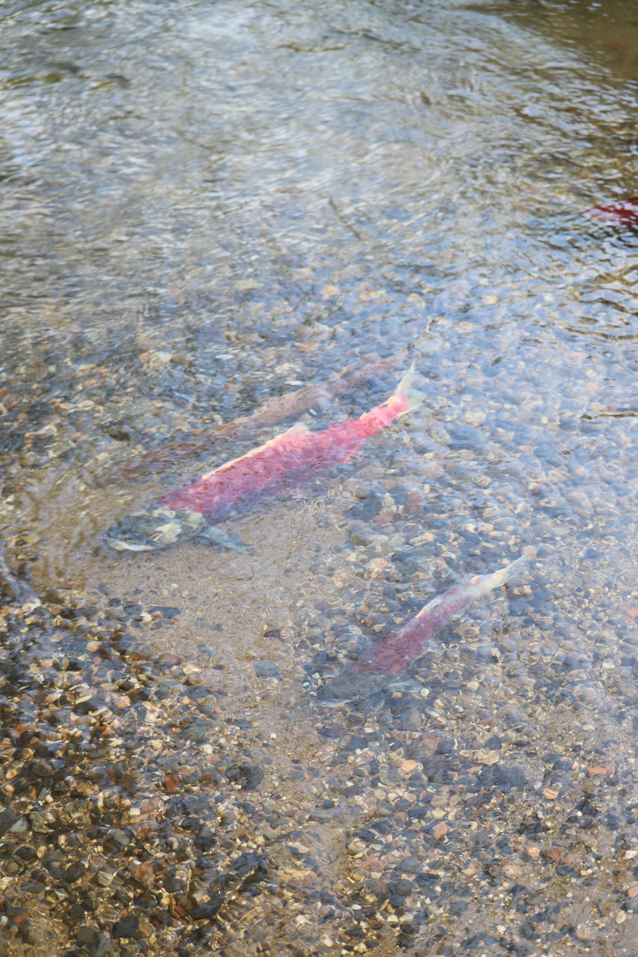 An average-sized spawning sockeye, above, as compared to a spawning jack sockeye salmon, which has spent just one year at sea, as seen in Bristol Bay’s Wood River watershed in August 2018. (Mary Catharine Martin | SalmonState)