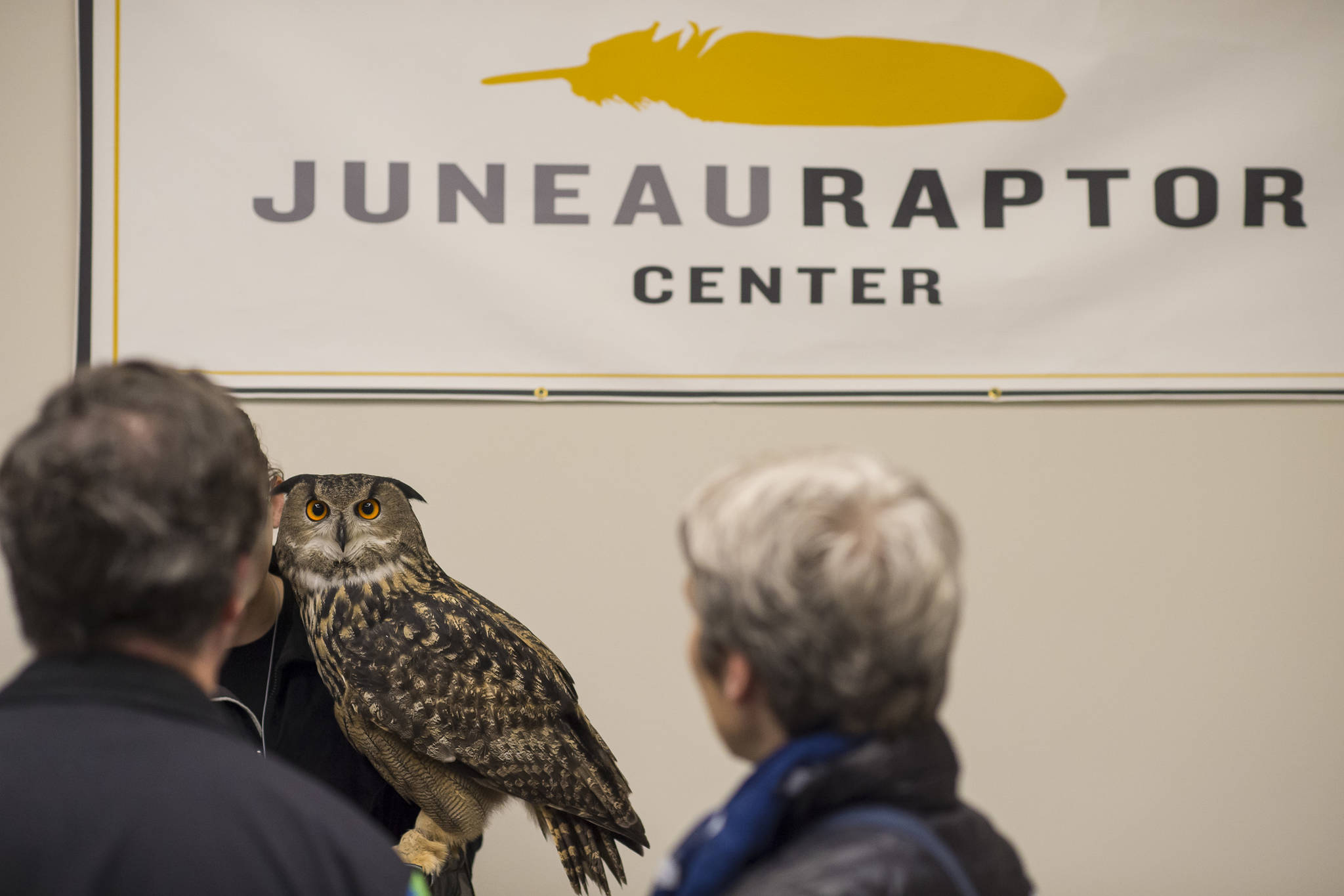 Eurasian eagle-owl from the American Bald Eagle Foundation of Haines on display at the Public Market in Centennial Hall on Friday, Nov. 23, 2018. (Michael Penn | Juneau Empire)