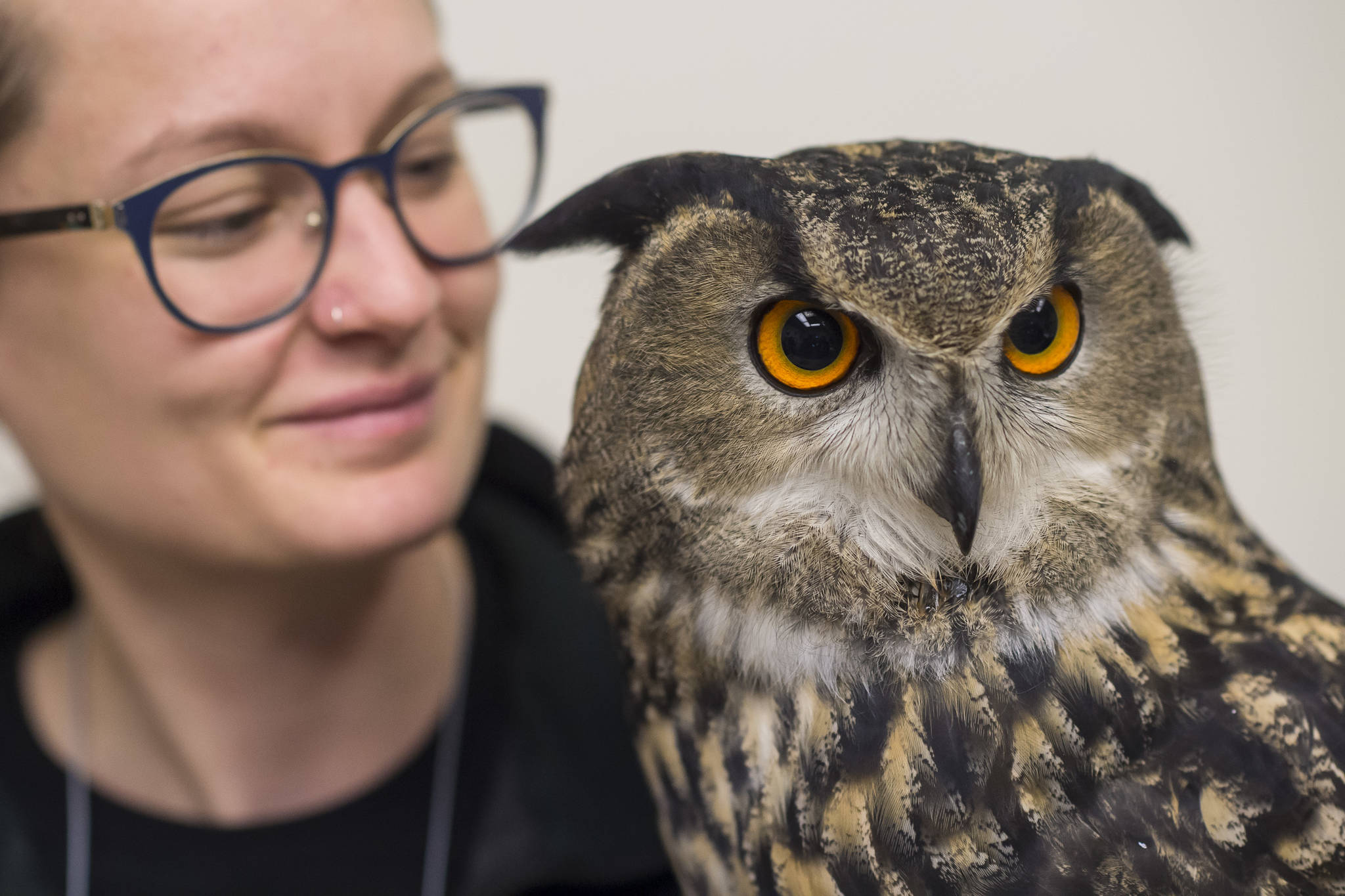 Sidney Campbell holds a Eurasian eagle-owl named “Hans” from the American Bald Eagle Foundation of Haines at the Public Market in Centennial Hall on Friday, Nov. 23, 2018. (Michael Penn | Juneau Empire)