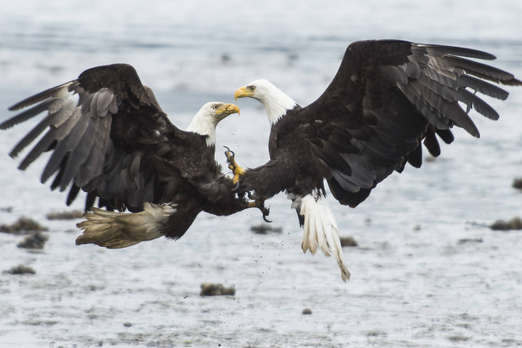 Bald eagles fight over salmon on the outgoing tide near the Macaulay Salmon Hatchery on Tuesday, July 17, 2018. (Michael Penn | Juneau Empire File)