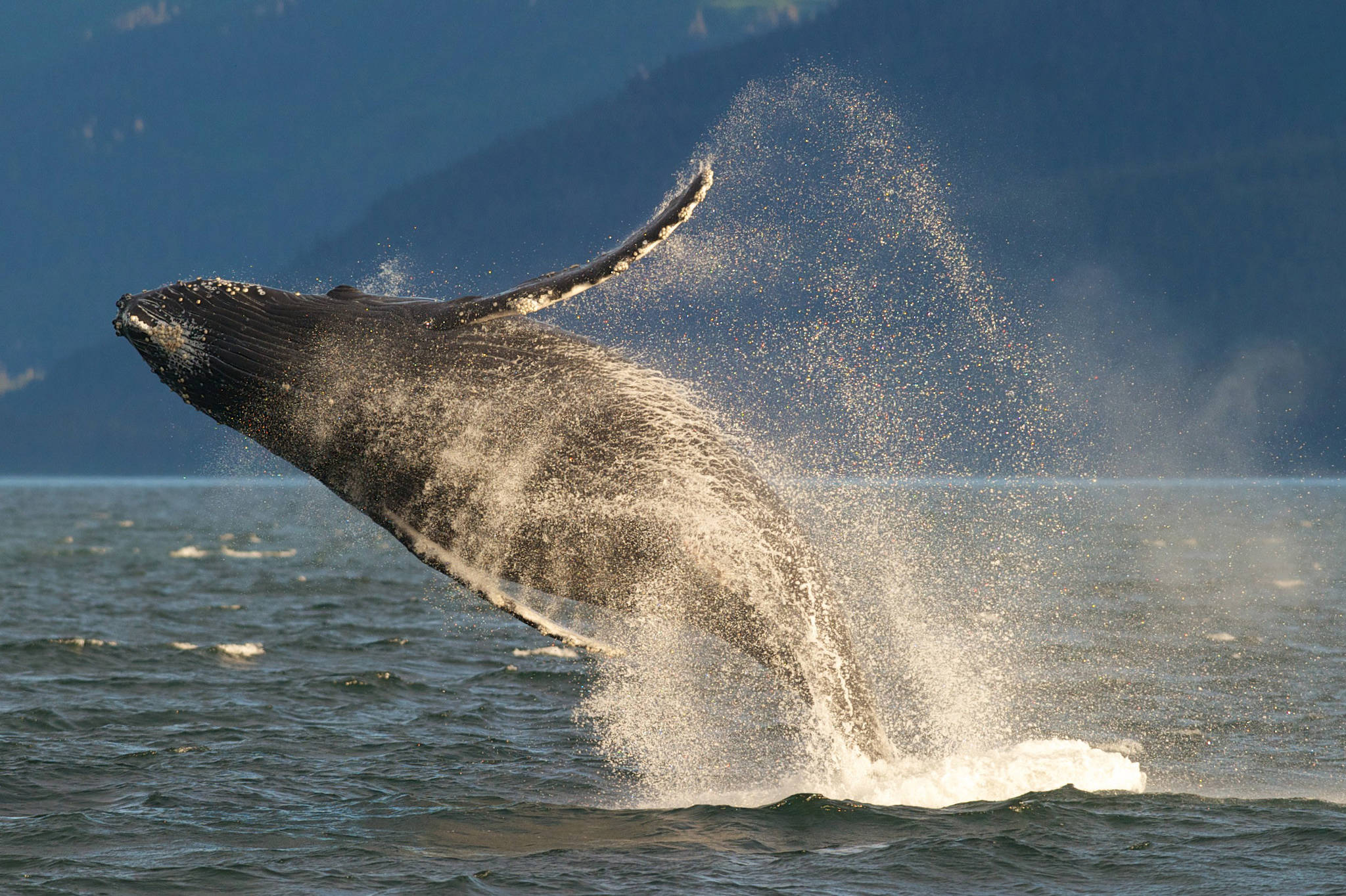 In this July 9, 2014 photo, an adult humpback whale breaches in Lynn Canal near Juneau. (Michael Penn | Juneau Empire File)