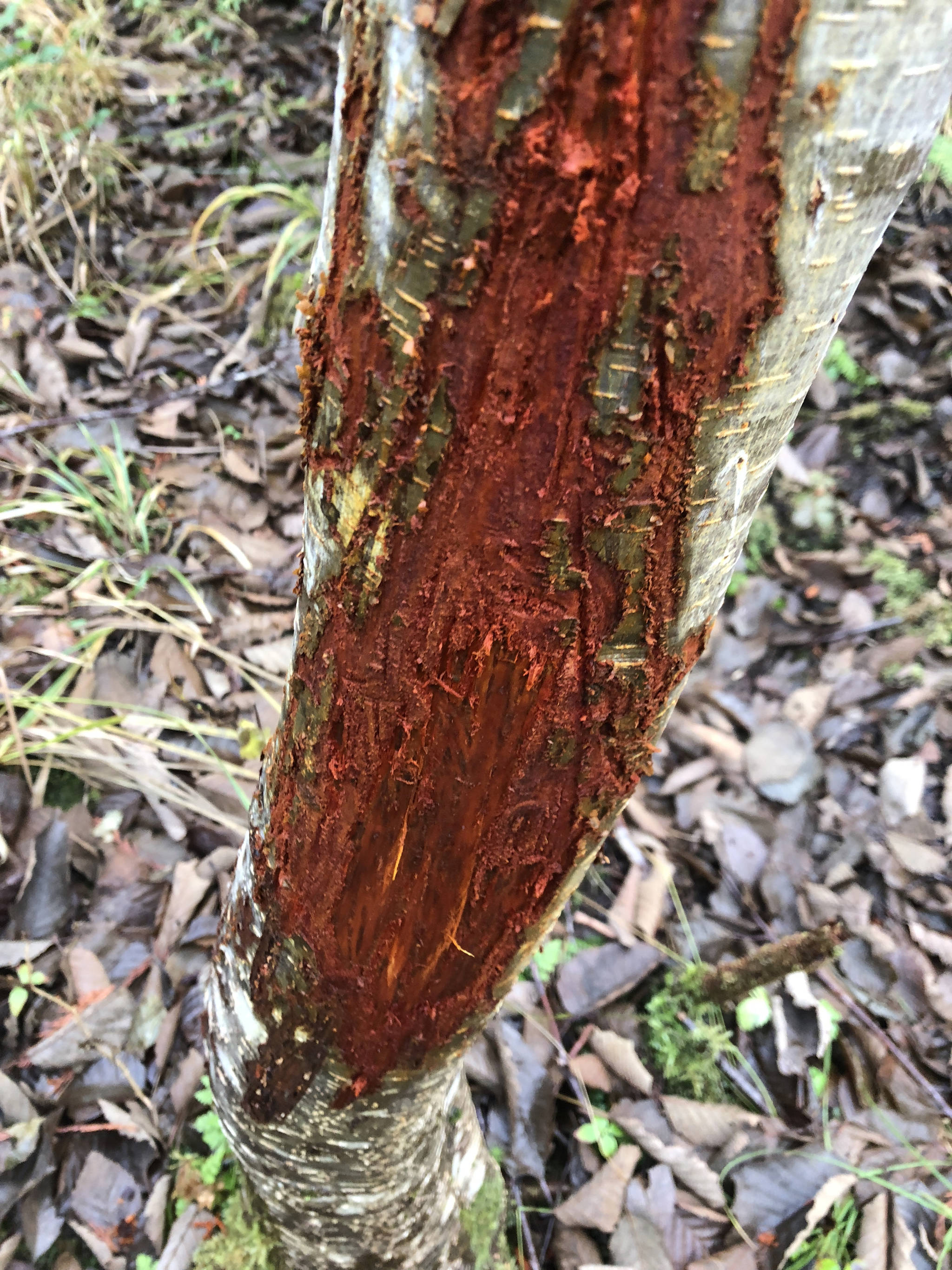 The author didnt get a Black Friday buck, but did look for deals. (Jeff Lund | For the Juneau Empire)