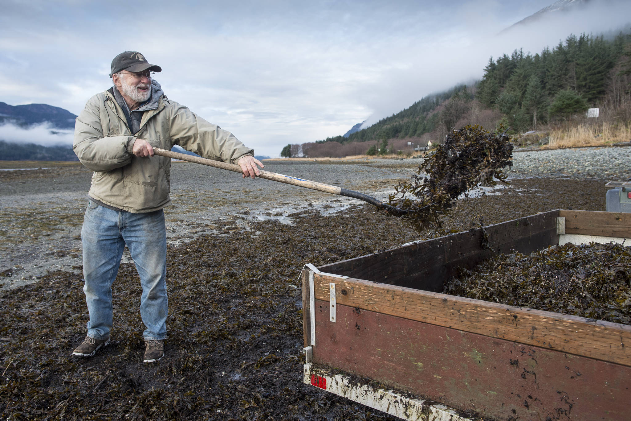 Steve Behnke collects seaweed for his Thane home garden at Sheep Creek on Tuesday, Nov. 27, 2018. Behnke said he uses the seaweed as a mulch and fertilizer for his vegetable garden. (Michael Penn | Juneau Empire)