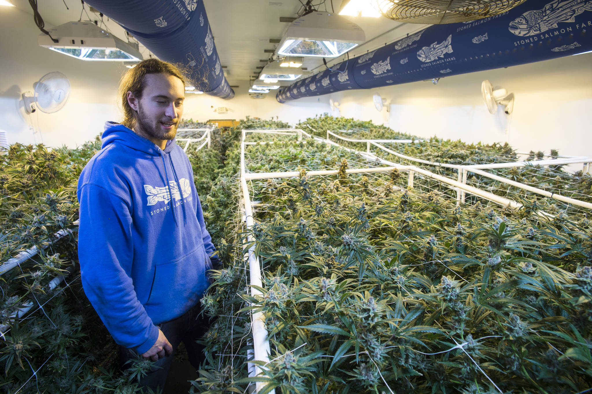 Simon Greer, a teammate at Stoned Salmon Farms, looks over cannabis plants growing in one of their two nursery rooms in Juneau on Tuesday, Dec. 4, 2018. (Michael Penn | Juneau Empire)