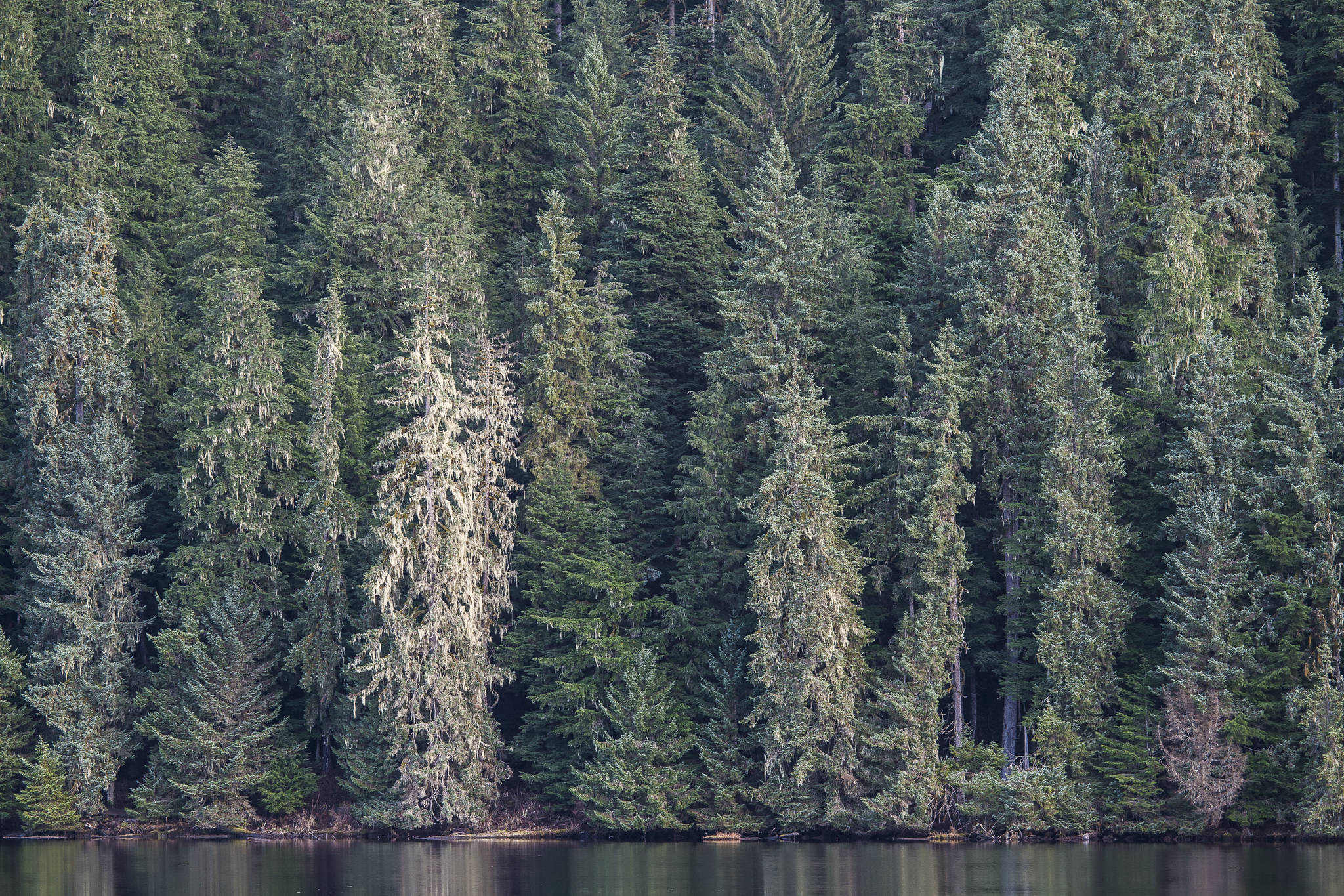 Moss covers old-growth trees along Auke Lake on Thursday, Nov. 29, 2018. (Michael Penn | Juneau Empire)