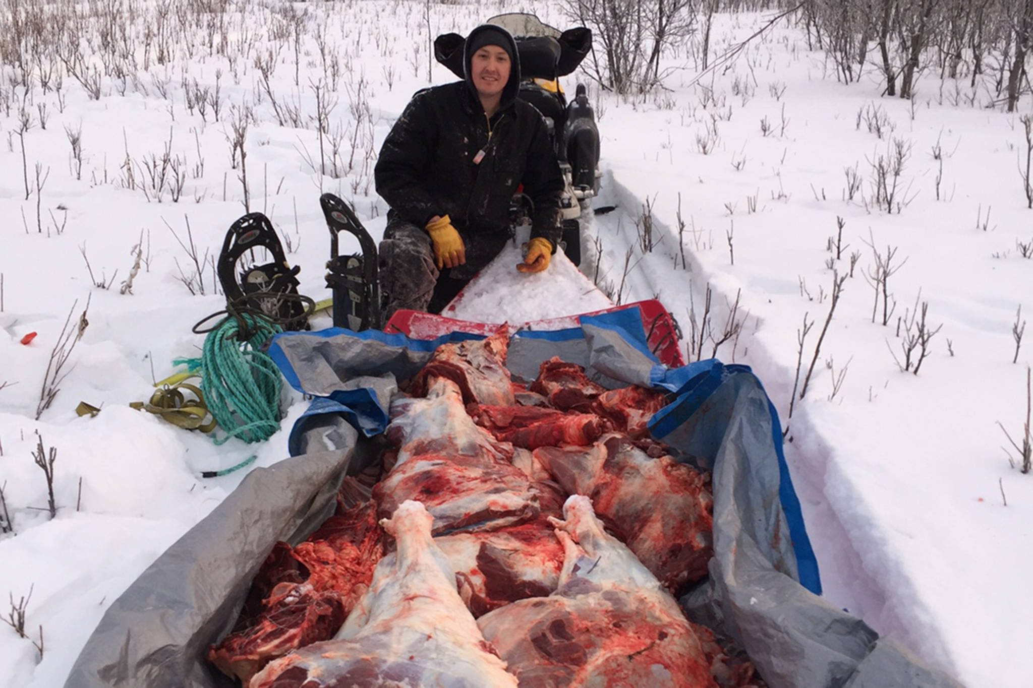 Yukon River moose meet an Alaska winter hunting adventure