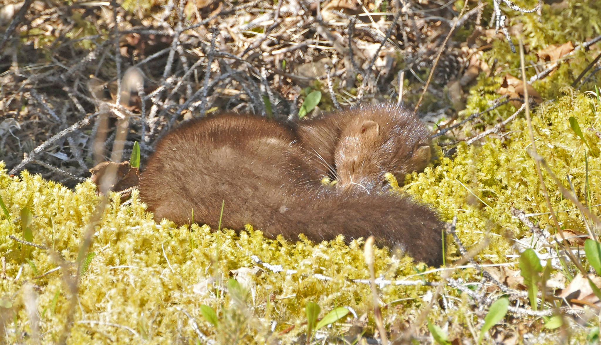 A sleeping mink. (Courtesy Photo | Bob Armstrong)