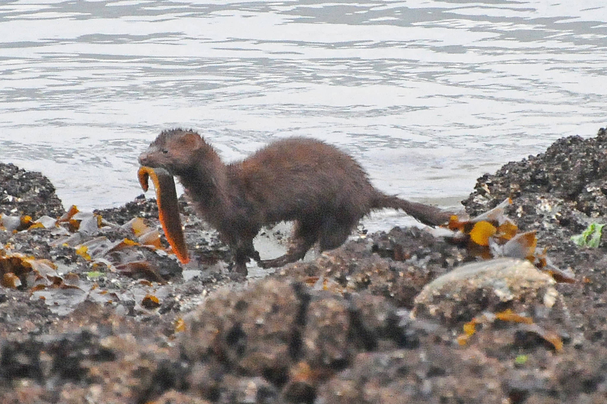 A mink with gunnel. (Courtesy Photo | Bob Armstrong)