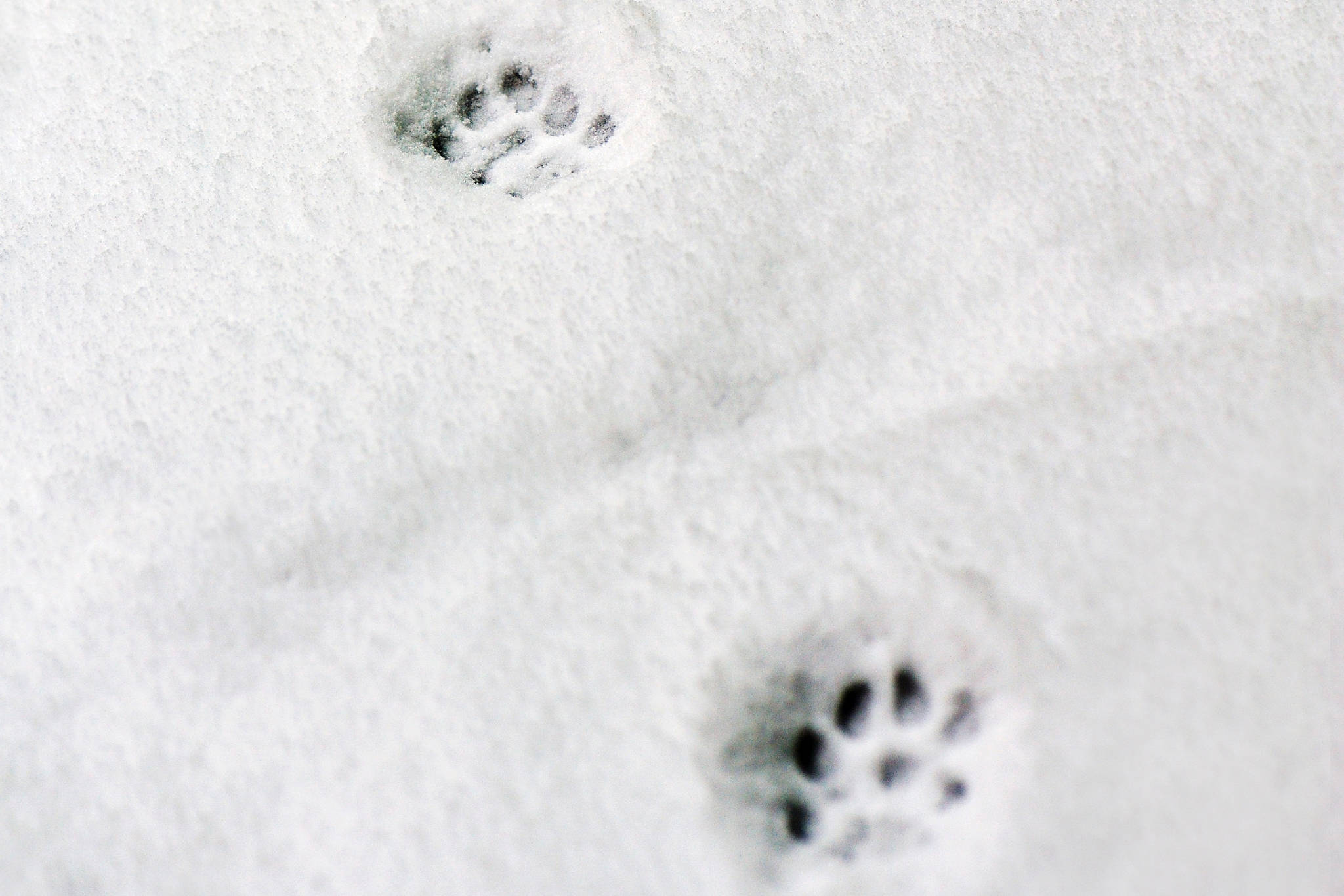 Tracking animal footprints in the snow