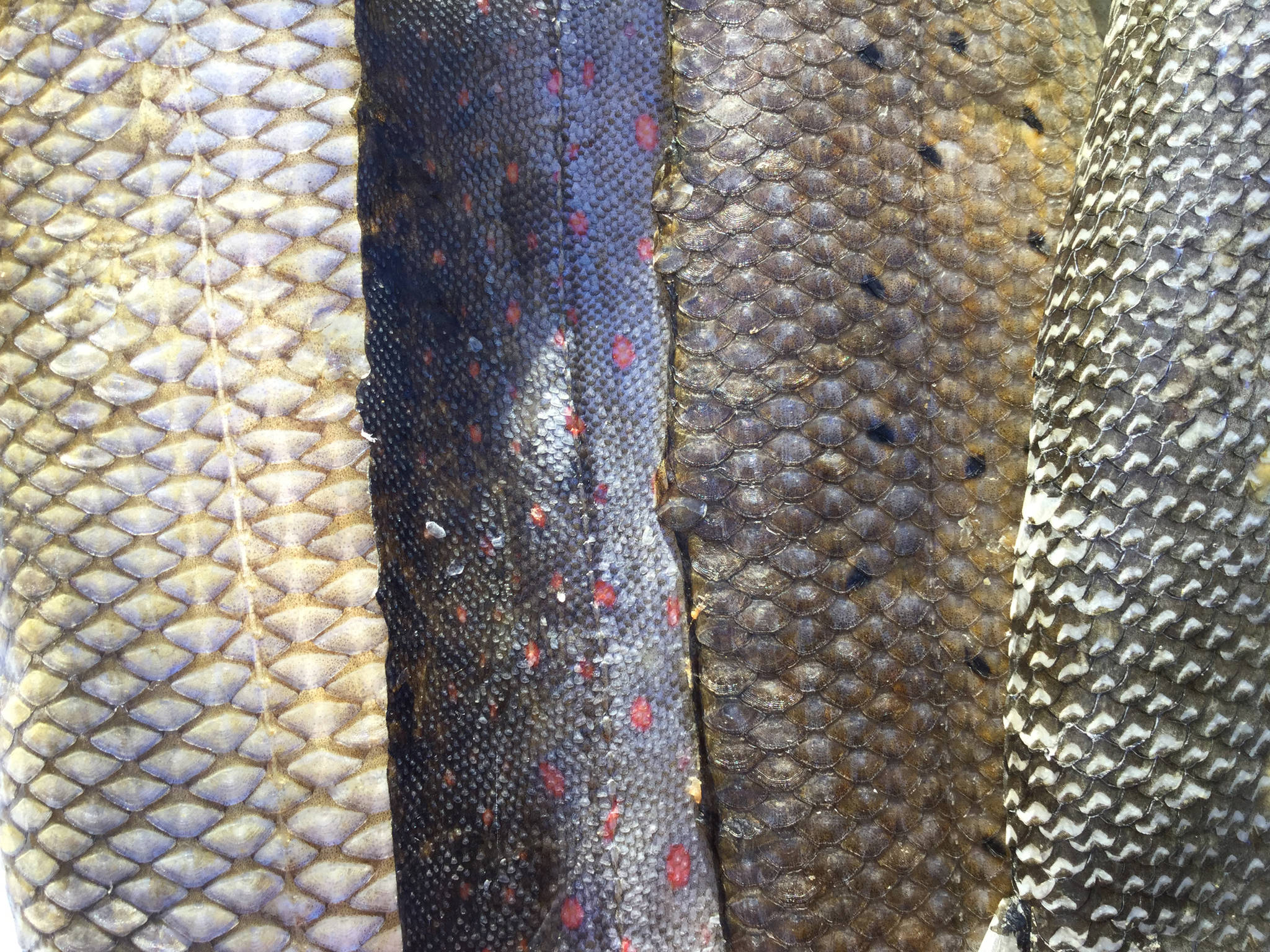 From left to right, humpback whitefish, Dolly Varden, arctic grayling and northern pike skin. (Courtesy Photo | Julienne Pacheco)