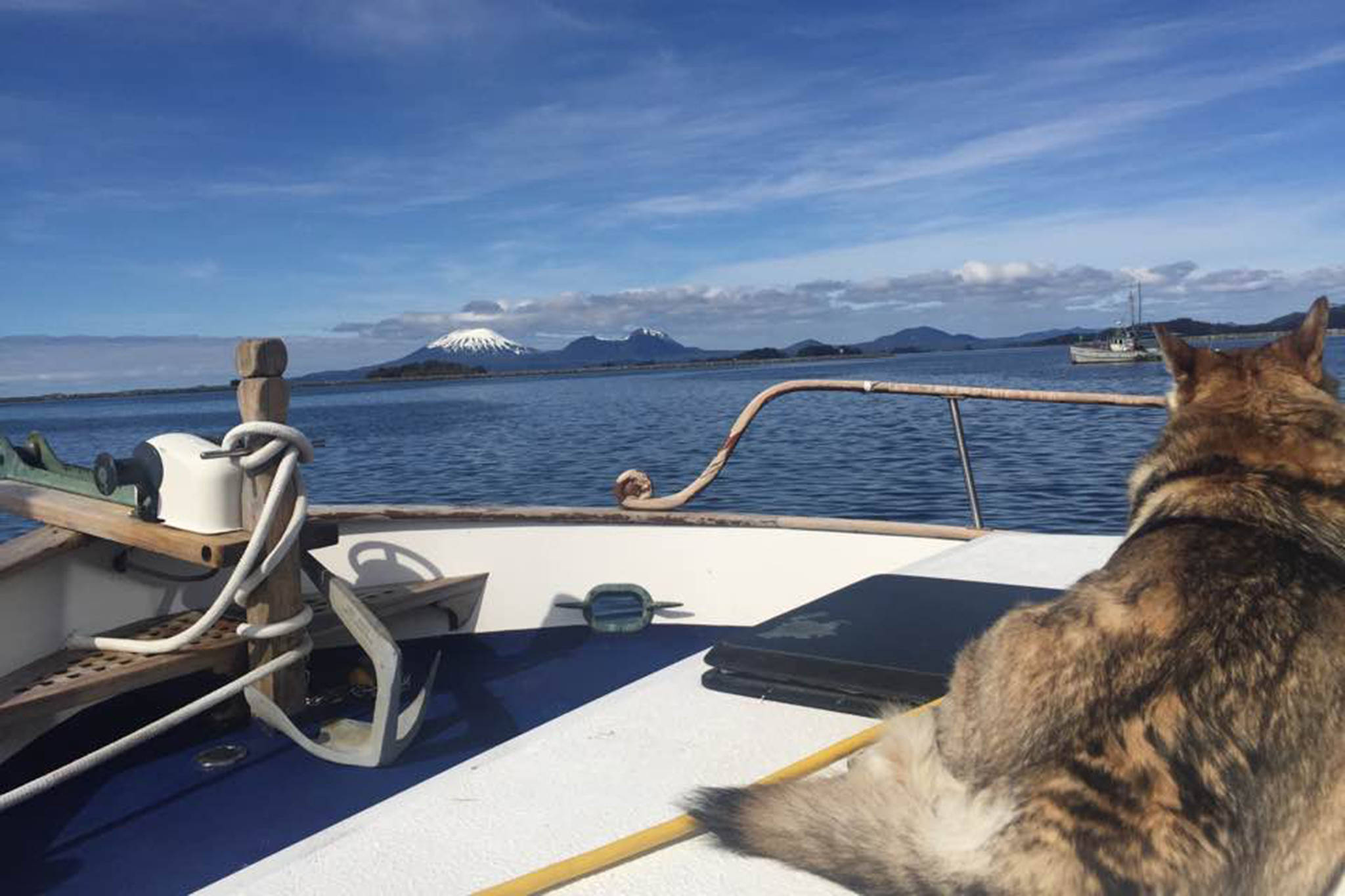 Keishish, Vivian Mork Yéilk’’s husky, enjoying the view of Mount Edgecumbe in Sitka. (Vivian Mork Yéilk’ | For the Capital City Weekly)
