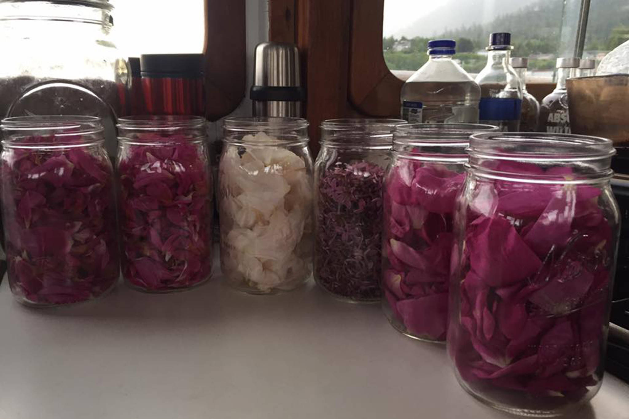 Pink rose petals, white rose petals and lilacs going to be made into syrup. (Vivian Mork Yéilk’ | For the Capital City Weekly)