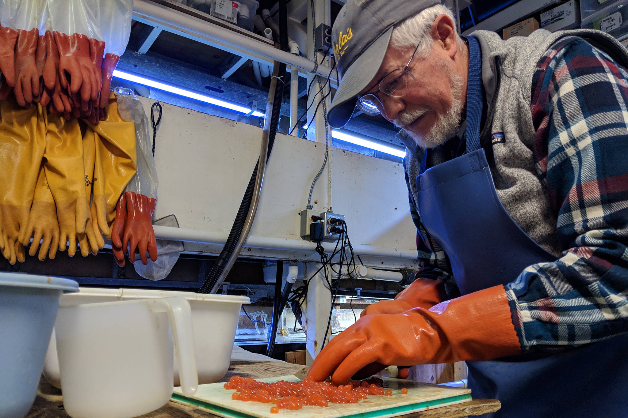 Rich Mattson separates salmon eggs prior to feeding aquarium inhabitants at Douglas Island Pink and Chum’s Ladd Macaulay Visitor Center on Dec. 24, 2018. (Ben Hohenstatt | Capital City Weekly)