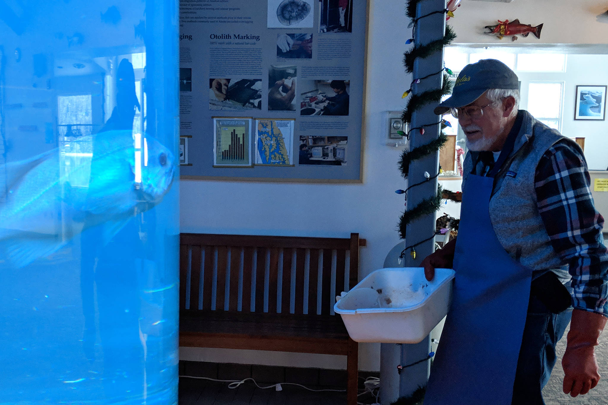 Rich Mattson approaches the large aquarium in the Ladd Macaulay Visitor Center on Dec. 24, 2018. For the past three decades, Mattson has maintained the aquariums in the center. (Ben Hohenstatt | Capital City Weekly)