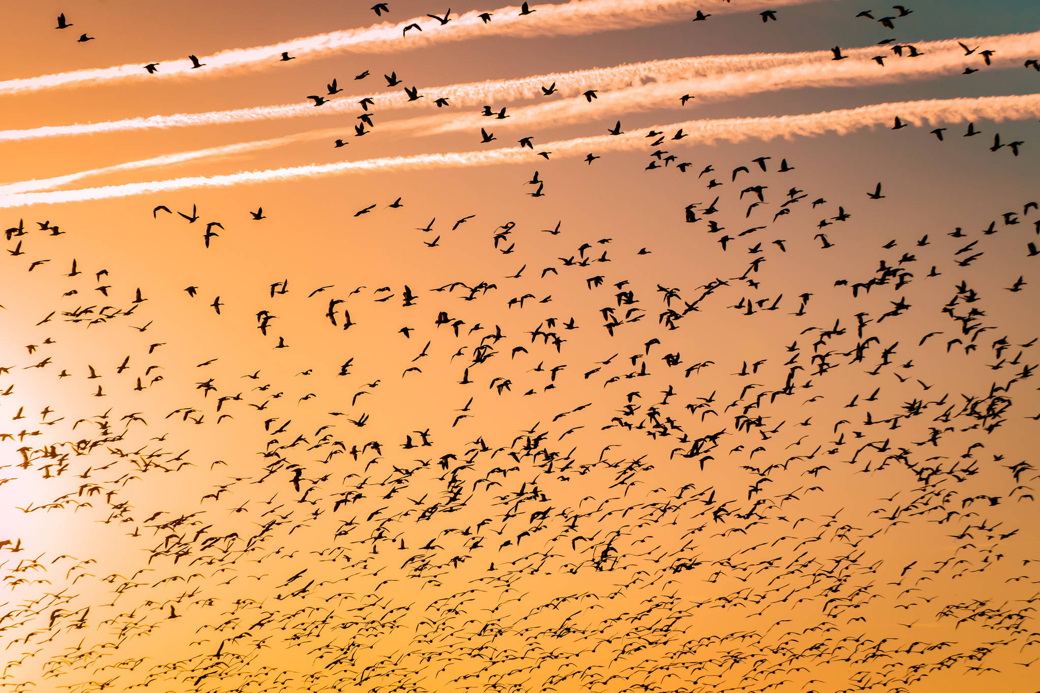 Long-distance migrations: How birds fly thousands of miles