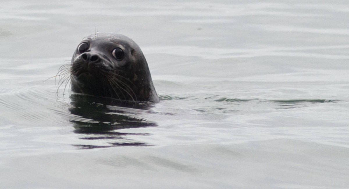 A rehabilitated Pacific harbor seal looks back at people during its release at the Auke Recreation Beach on August 27, 2014. After toxic levels of mercury were found in an Admiralty Island harbor seal in 2015, conservationists and subsistence hunters are still wondering if a Juneau-based mine is to blame. (Michael Penn | Juneau Empire File)
