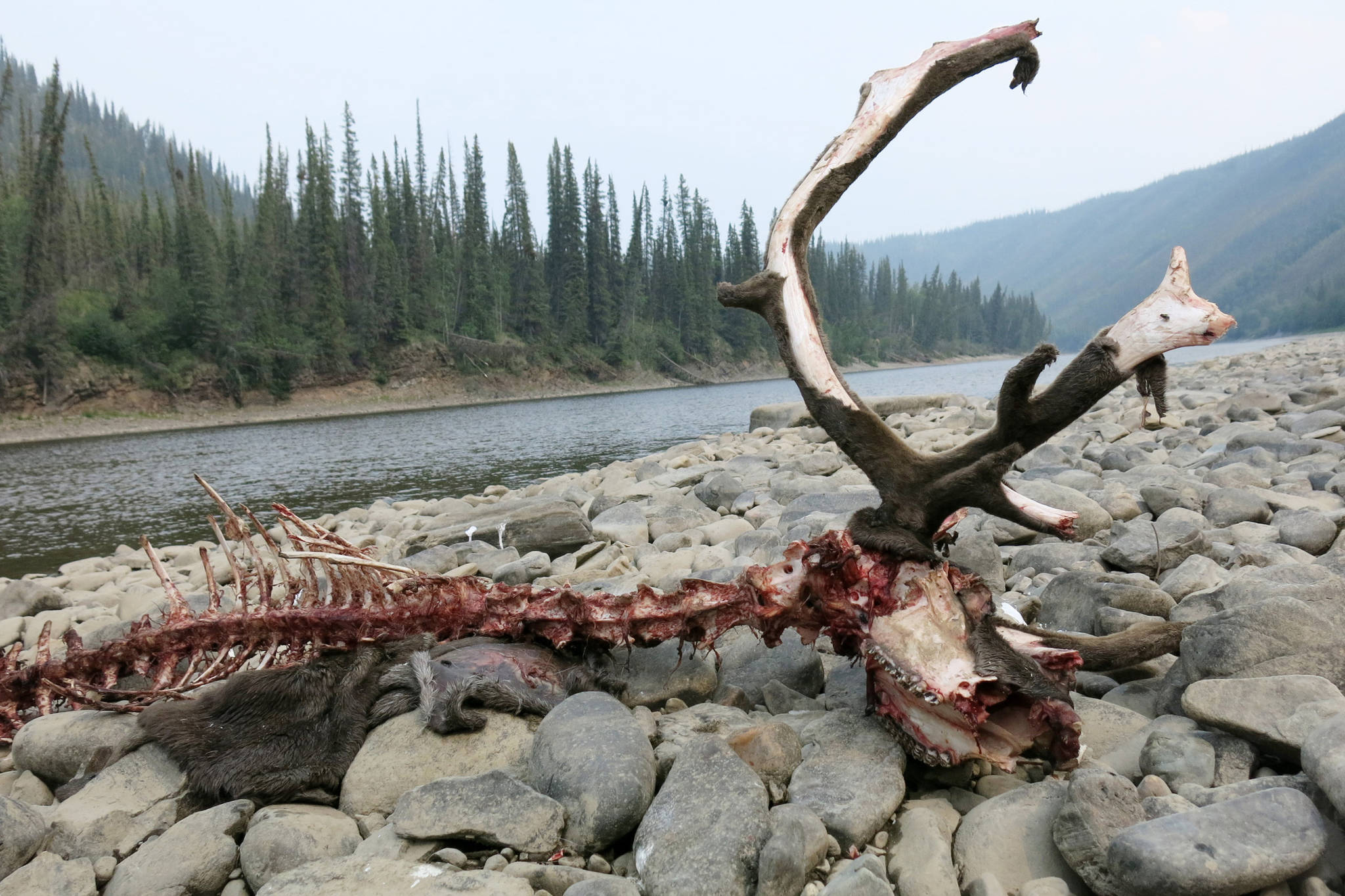 A caribou killed by wolves on a gravel bar of the Fortymile River in the Yukon Territory, just east of the Alaska border. (Courtesy Photo | Ned Rozell)