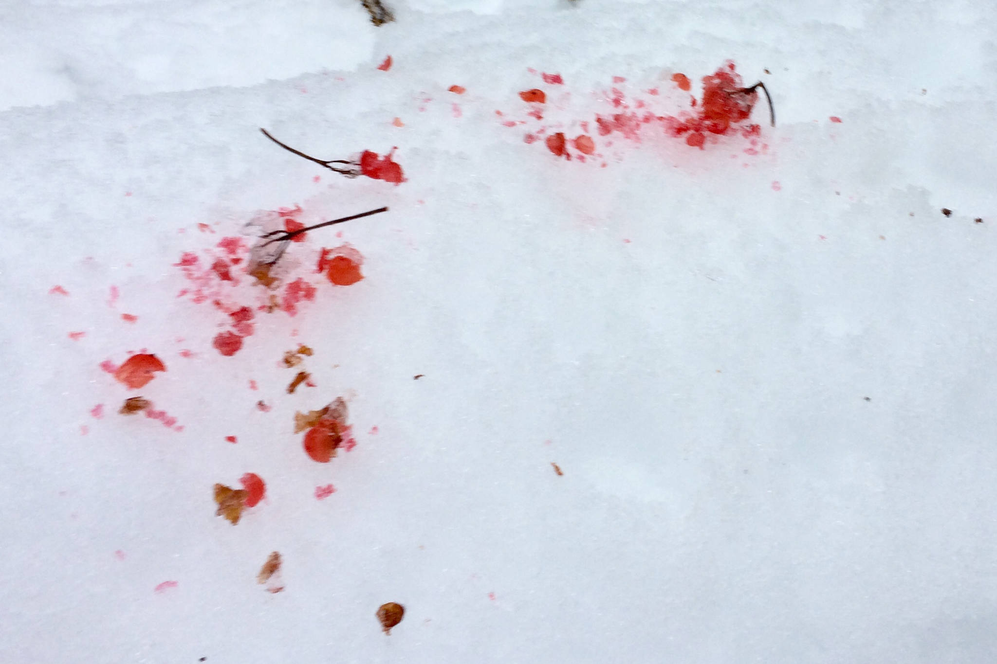 Seeing Red: Highbush cranberries in the snow