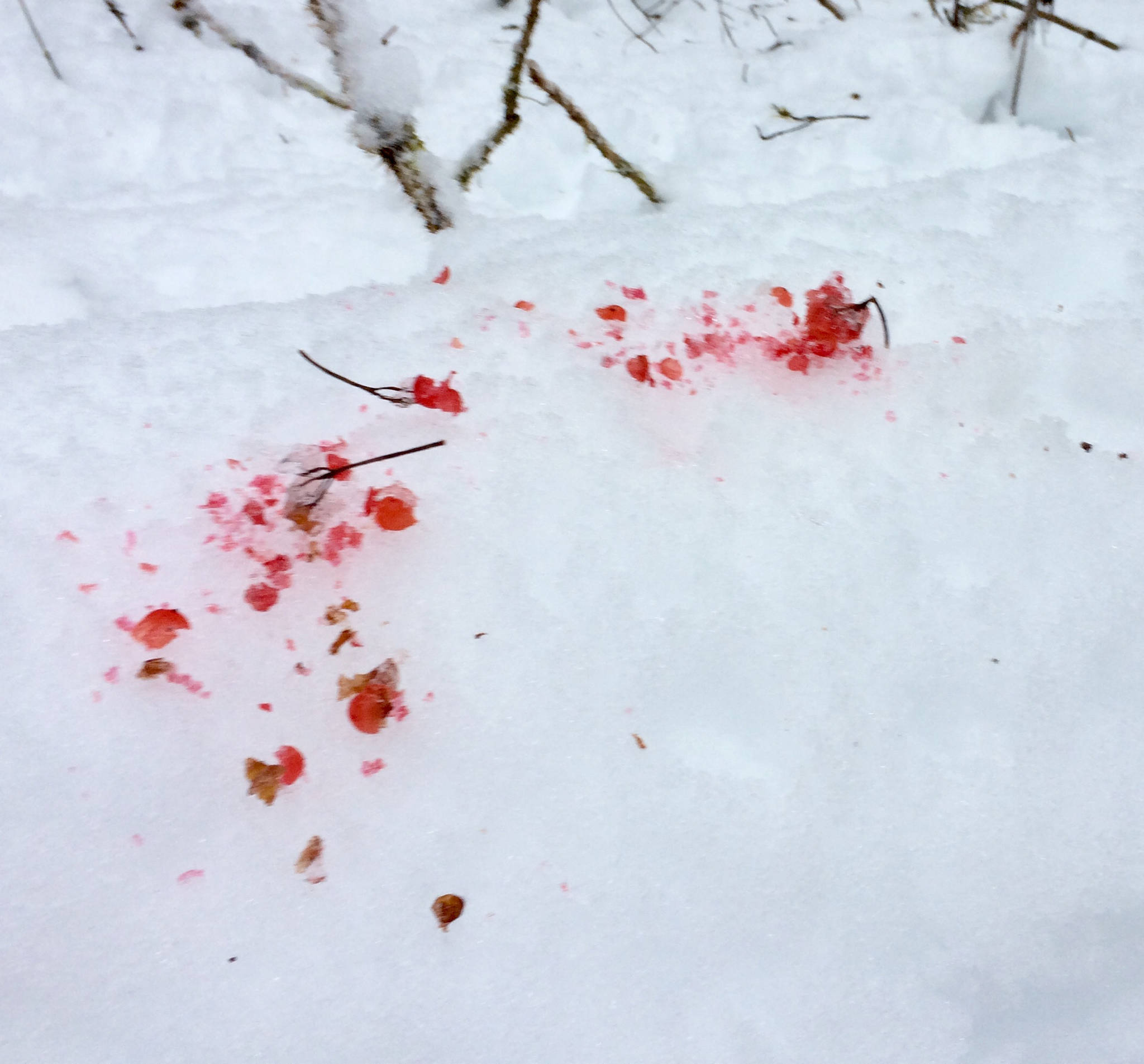 The remnants of frozen highbush cranberries show the work of seed-extracting pine grosbeaks. (Courtesy Photo | Kathy Hocker)