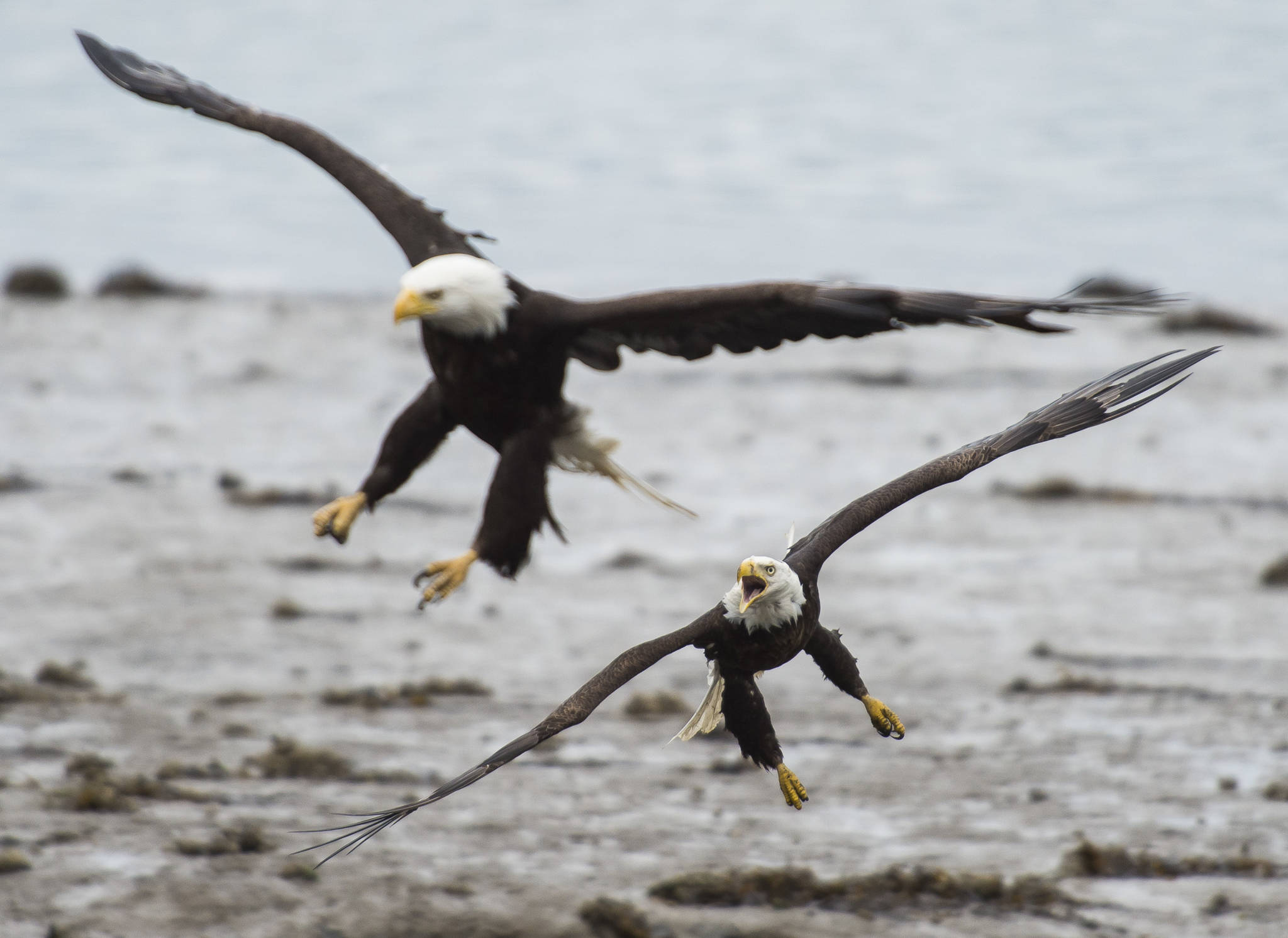 Bald eagles fight over salmon on the outgoing tide near the Macaulay Salmon Hatchery on July 17, 2018. (Michael Penn | Juneau Empire File)