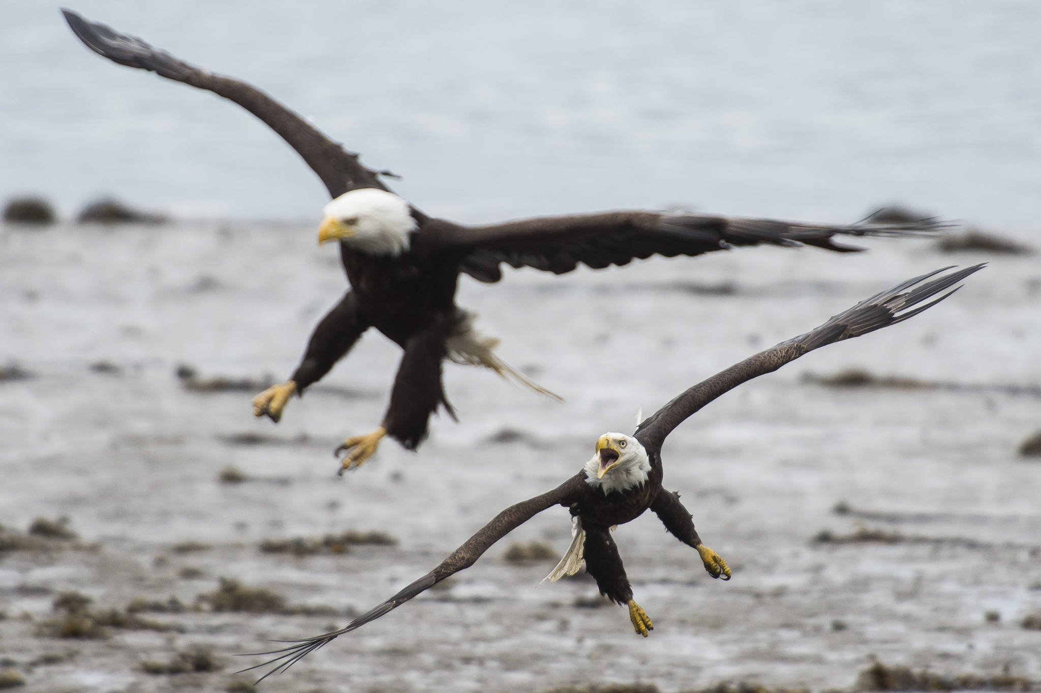 Alaska Raptor Center recovers five dead eagles, one alive in Sitka