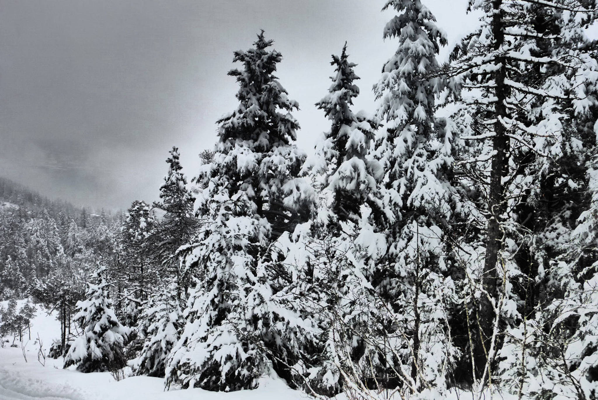 A stand of evergreens in a winter wonderland along Treadwell Ditch Trail on Jan. 11, 2019. (Courtesy Photo | Denise Carroll)