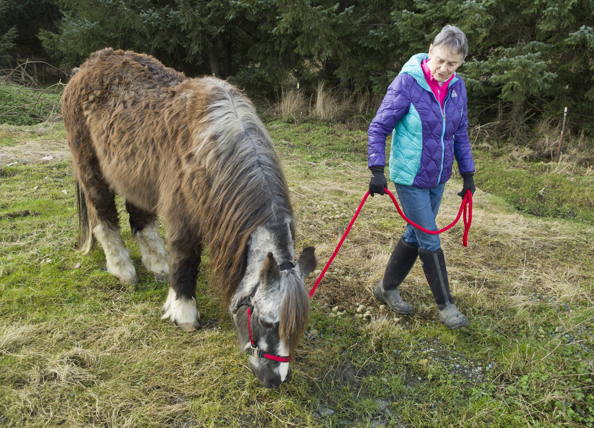 Dr. Susan Hunter-Joerns take Sammy the Wonder Pony on a walk at the Fairweather Equestrian Center on Friday, March 18, 2016. (Michael Penn | Juneau Empire File)