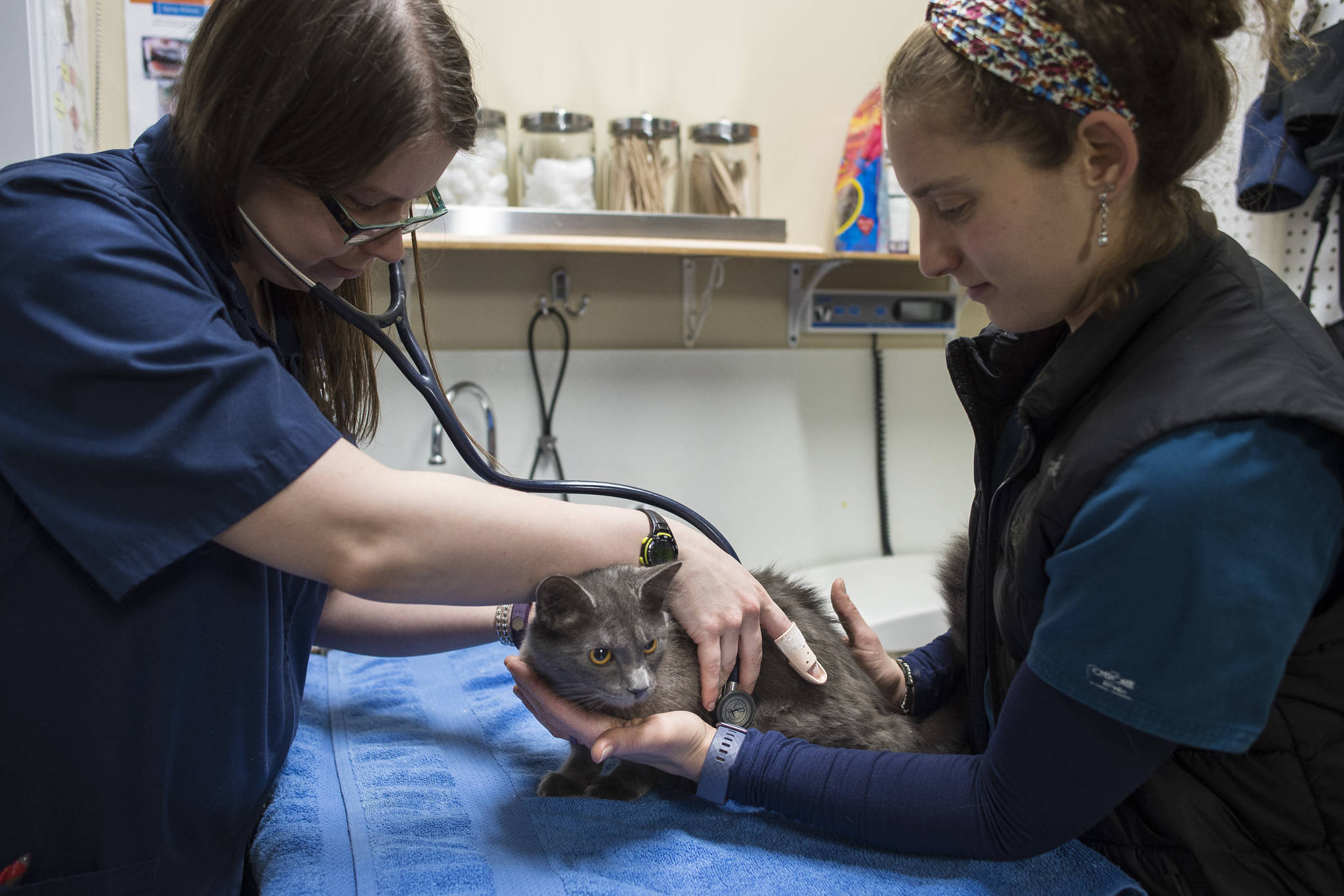 Dr. Jennifer Tobiason, of the Southeast Alaska Animal Medical Center, left, and Clinic Director Alicia Harris give a check up to a cat at the Gastineau Humane Society on Friday, Dec. 28, 2018. The society is starting the new year with a name change to Juneau Animal Rescue. (Michael Penn | Juneau Empire)