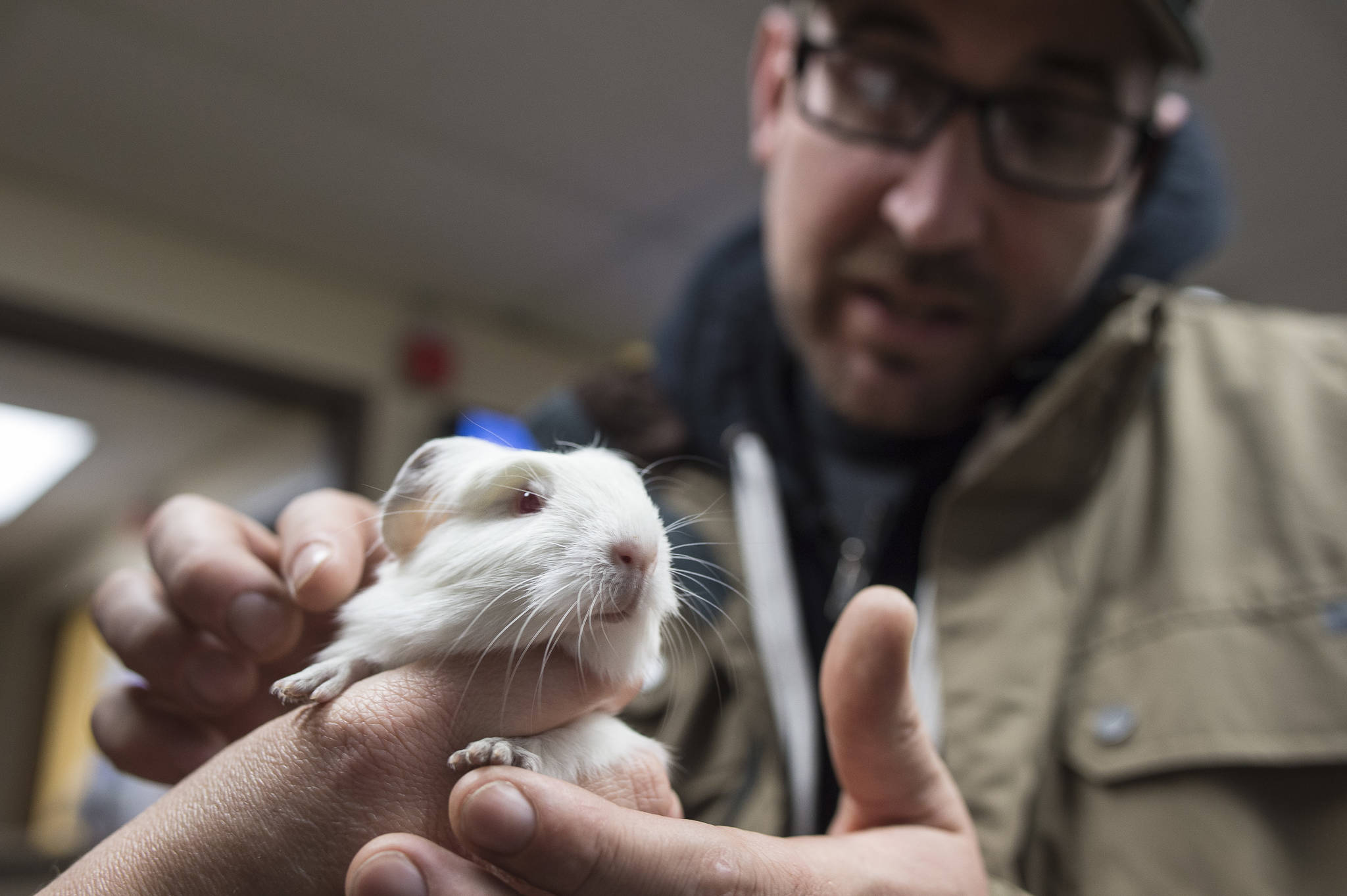 James Bontadelli takes a look at a new albino guinea pig at the Gastineau Humane Society on Friday, Dec. 28, 2018. The society is starting the new year with a name change to Juneau Animal Rescue. (Michael Penn | Juneau Empire)