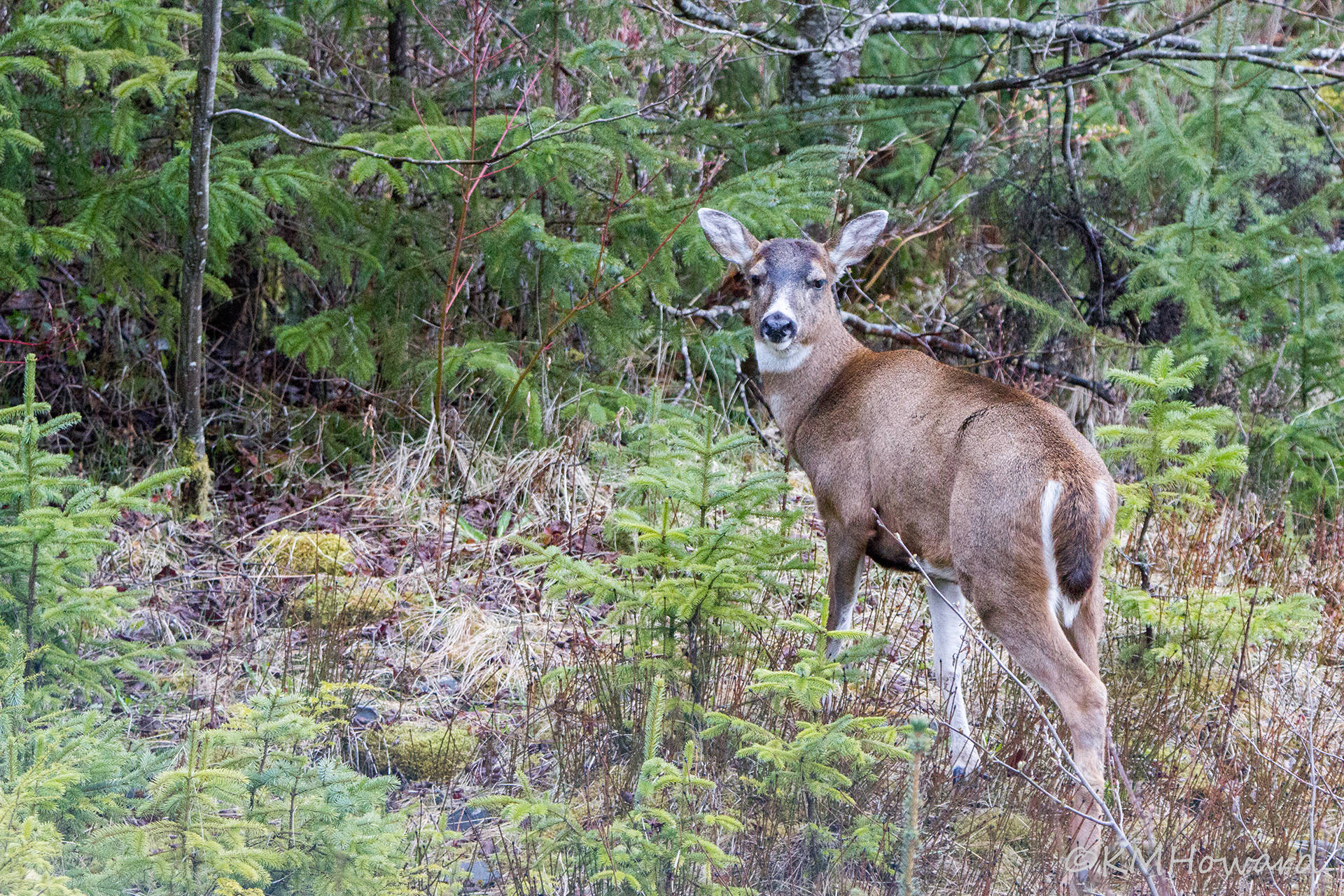 A Sitka black-tailed deer. (Courtesy Photo | Kerry Howard)