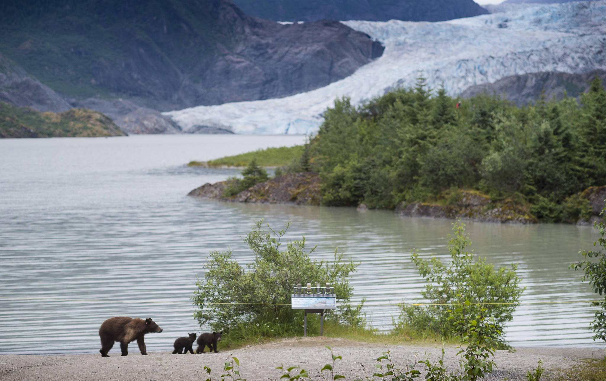 In this July 18, 2018 photo, an 18-year-old sow black bear, tag number 25, escorts her two cubs of the year along the shore of Mendenhall Lake. (Michael Penn | Juneau Empire File)