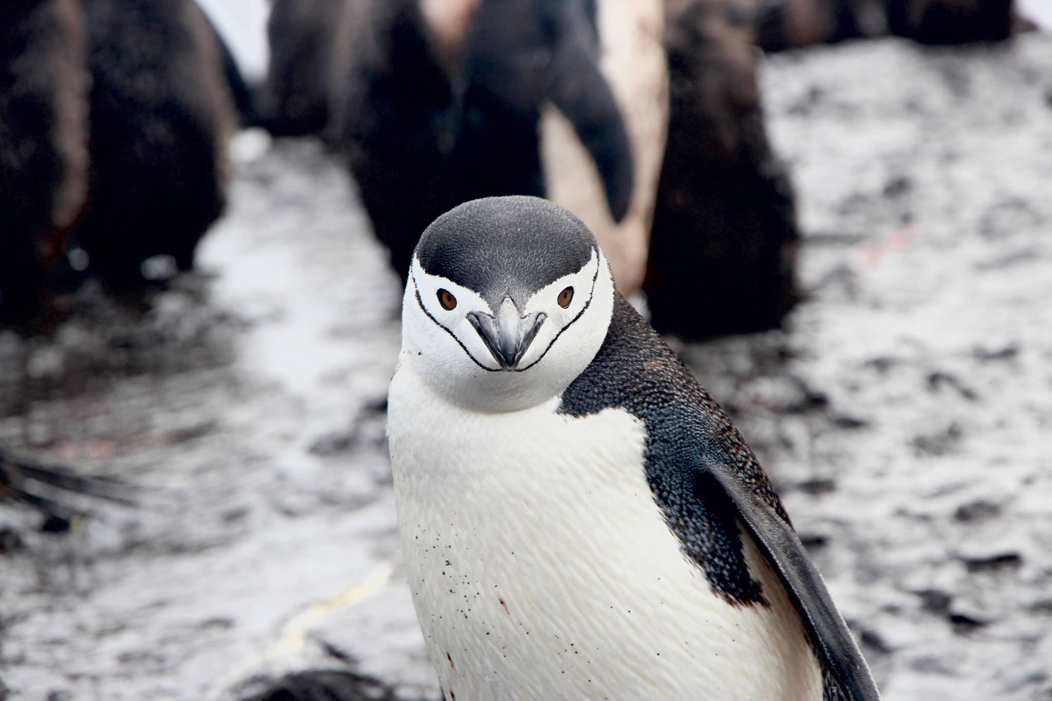 Chinstrap penguins such as this one will be one of the subjects of an upcoming free Audubon Society lecture. (Unsplash | Eamonn Maguire)                                Chinstrap penguins such as this one will be one of the subjects of an upcoming free Audubon Society lecture. (Unsplash | Eamonn Maguire)